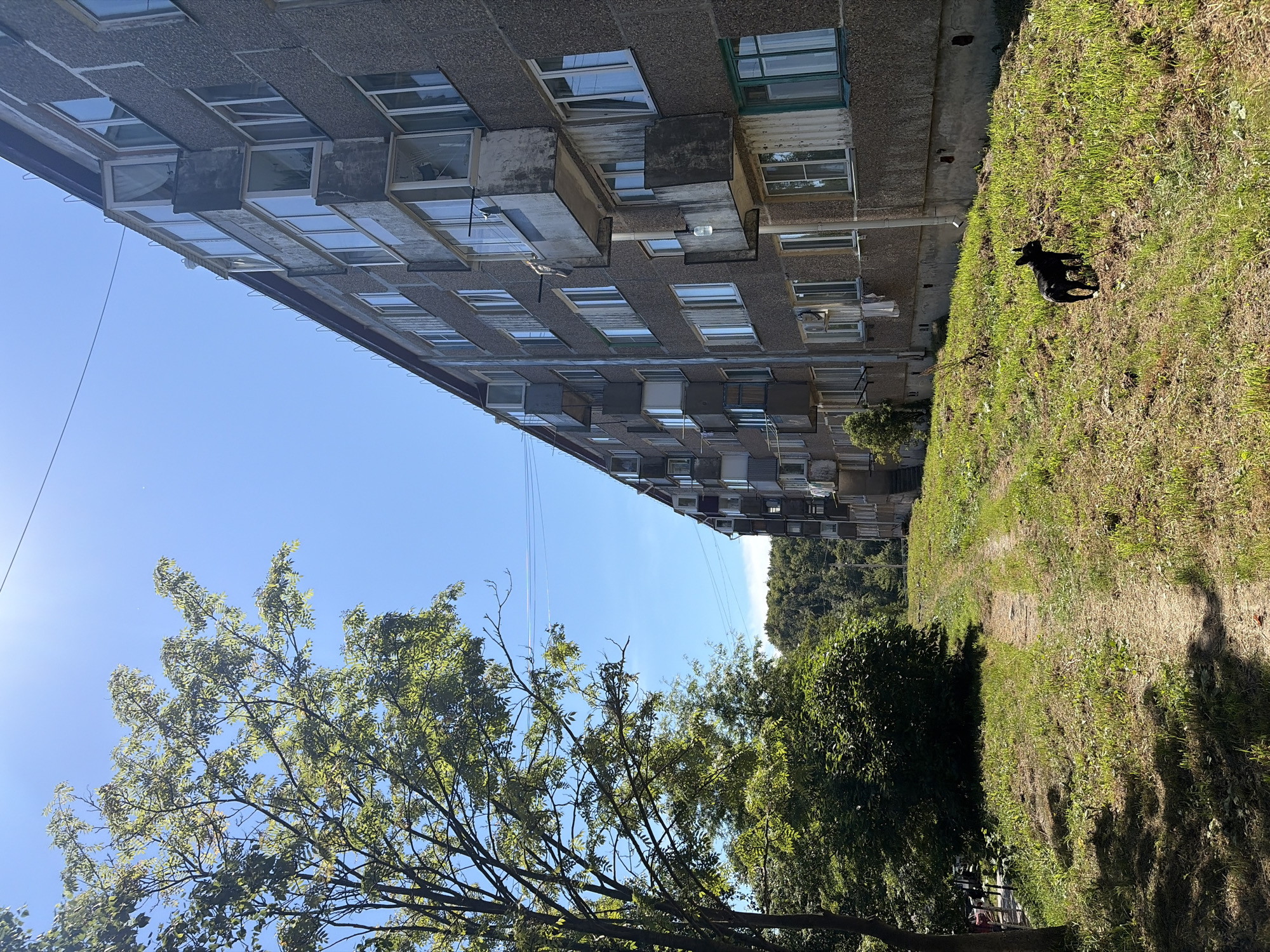 A black dog stands in a grassy area next to a dirt path. To the right of the path is a multi-story apartment building with a textured grey facade and numerous balconies. Green trees and foliage are visible to the left of the path and in the background, with a clear blue sky overhead. The scene appears to be in a residential area of Korsakov, Russia, characterized by Soviet-era architecture.