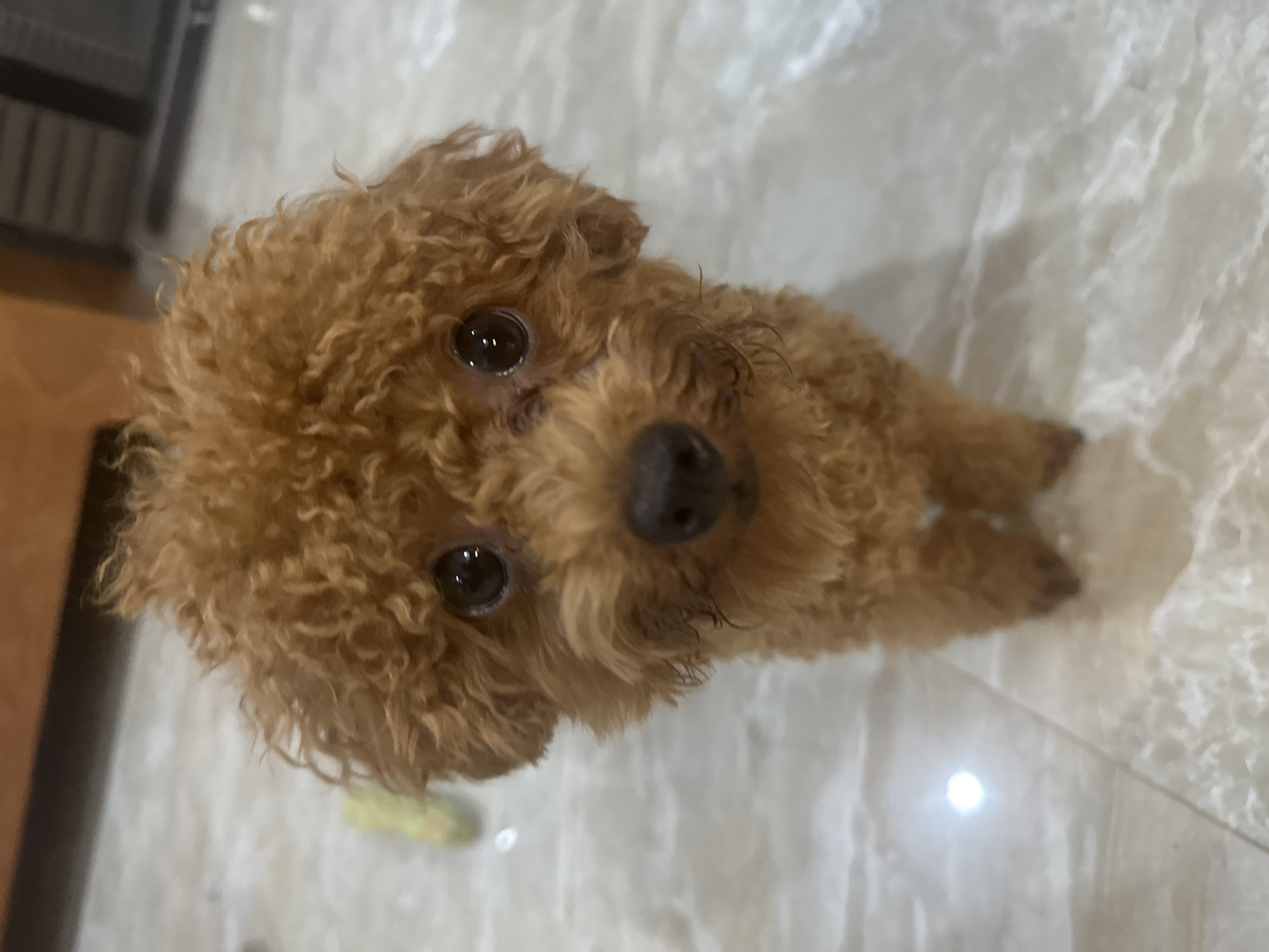 A small, brown poodle dog with curly fur is looking up at the camera. The dog is positioned on a light-colored, marble-patterned tile floor. The background includes a blurred view of a dark object (possibly furniture) in the upper left corner. The exact location within Bac Nha Trang Ward, Vietnam cannot be determined from this image alone.