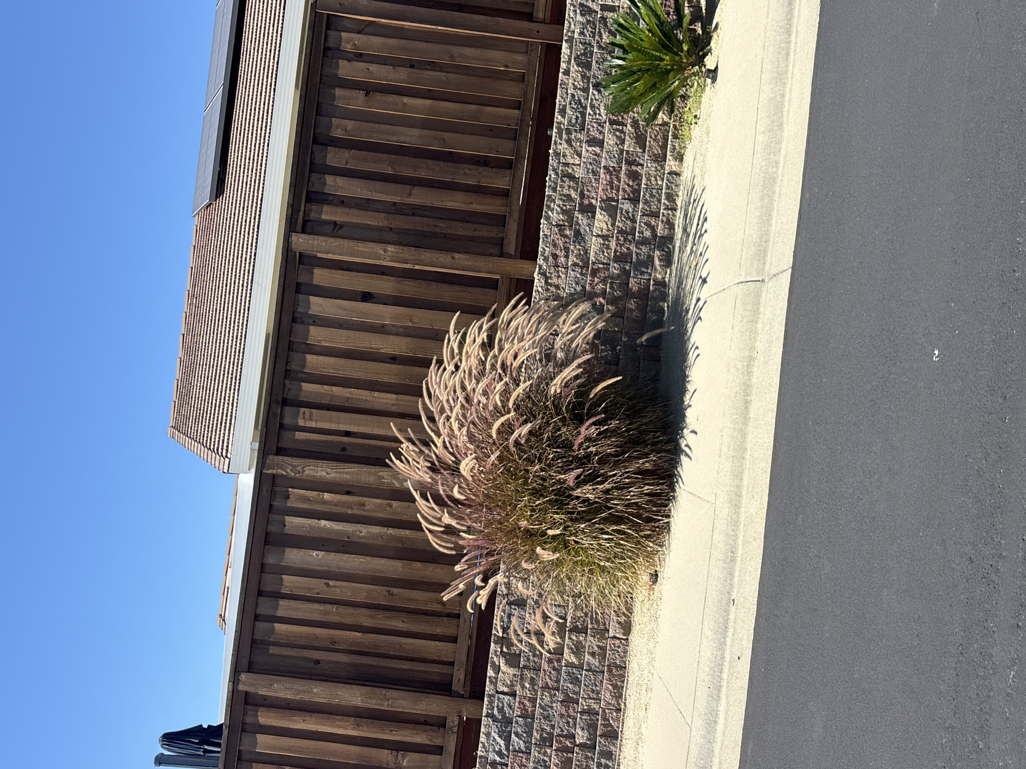 The image depicts an outdoor scene on a clear, sunny day in Roseville, California. The foreground shows a portion of a dark asphalt road with a light-colored concrete sidewalk bordering it. Behind the sidewalk, there is a retaining wall constructed of multi-colored bricks, supporting a raised garden bed. A large clump of ornamental grass, with feathery plumes, is prominently featured in the center of the image, casting a shadow on the sidewalk. To the right of the grass, a small palm plant is visible. In the background, a tall wooden privacy fence runs horizontally across the frame. Above the fence, a section of a residential roof with terracotta tiles and solar panels is visible against a bright blue sky. An umbrella is partially visible on the left side of the frame, behind the fence.