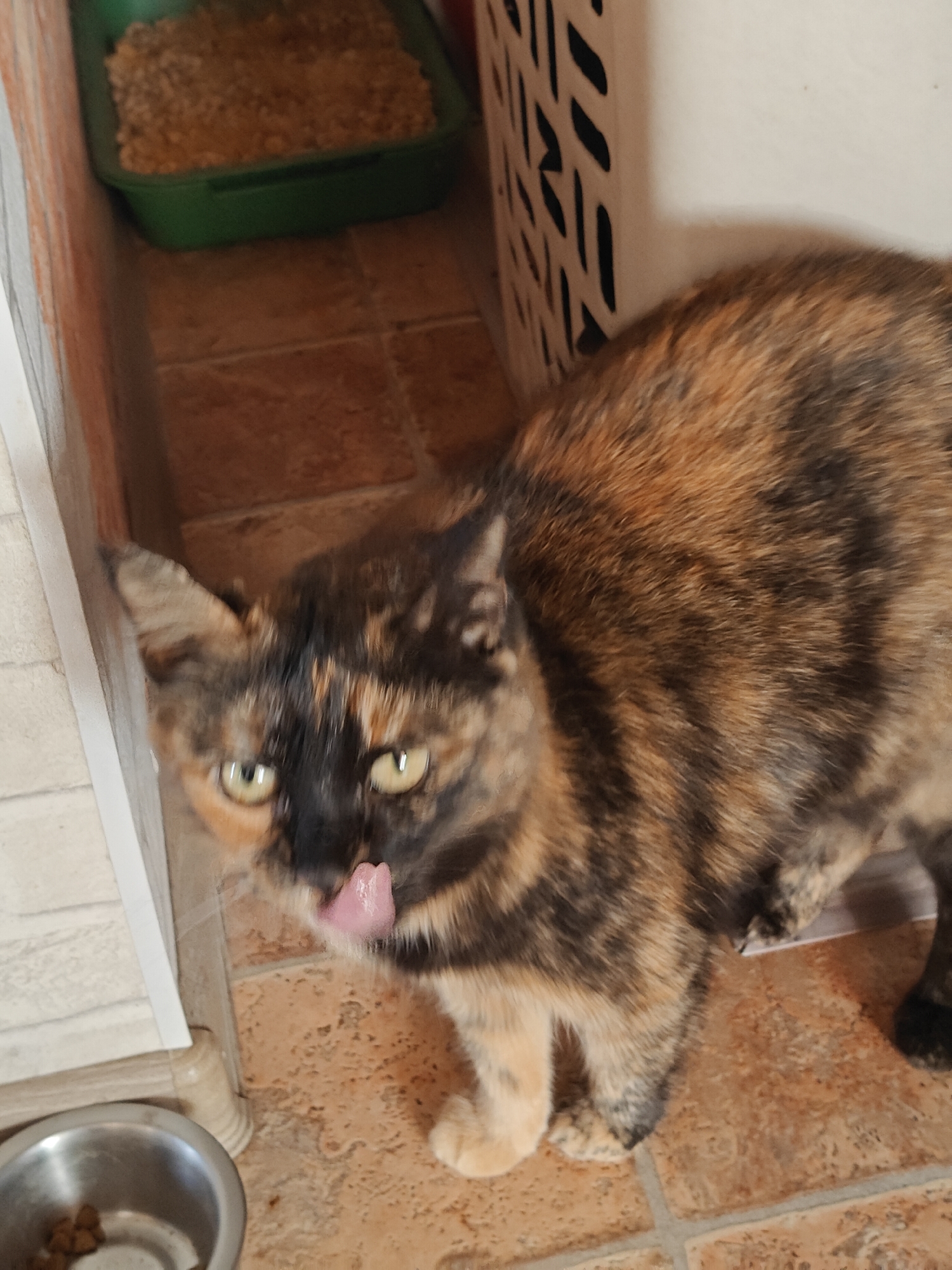 In an indoor setting, a tortoiseshell cat is captured mid-lick, its pink tongue protruding from its mouth. The cat has striking yellow-green eyes and a distinctive mottled fur pattern of black, orange, and brown. It is positioned on a tiled floor, with a metallic food bowl containing kibble visible in the lower left corner. Behind the cat, a green plastic litter box filled with light-brown litter is partially visible. To the right, a white plastic storage container with a black patterned design adds to the domestic environment. The scene appears to be an interior residential space, likely a home.