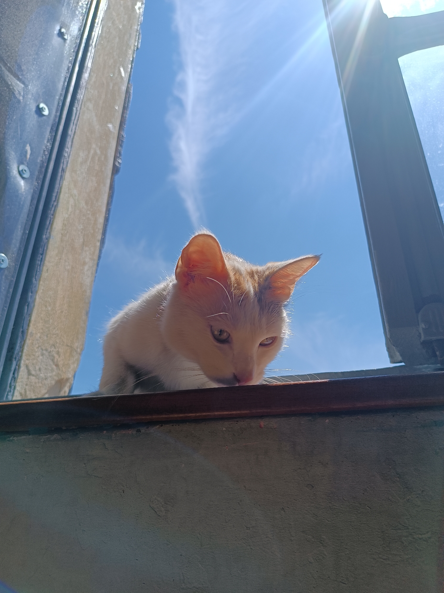 A low-angle shot depicts a cat perched on a windowsill, viewed from below. The cat, primarily white with orange patches on its head and ears, looks down with a curious expression. The background features a clear blue sky with scattered cirrus clouds, framed by the window's structure. Sunlight streams in from the upper right corner. The windowsill appears to be made of dark wood atop a textured, possibly concrete, surface. The left side of the window frame is a lighter color with visible screws, while the right side is darker, reflecting the sunlight. The location is in Viadana, Italy, based on geographical data.
