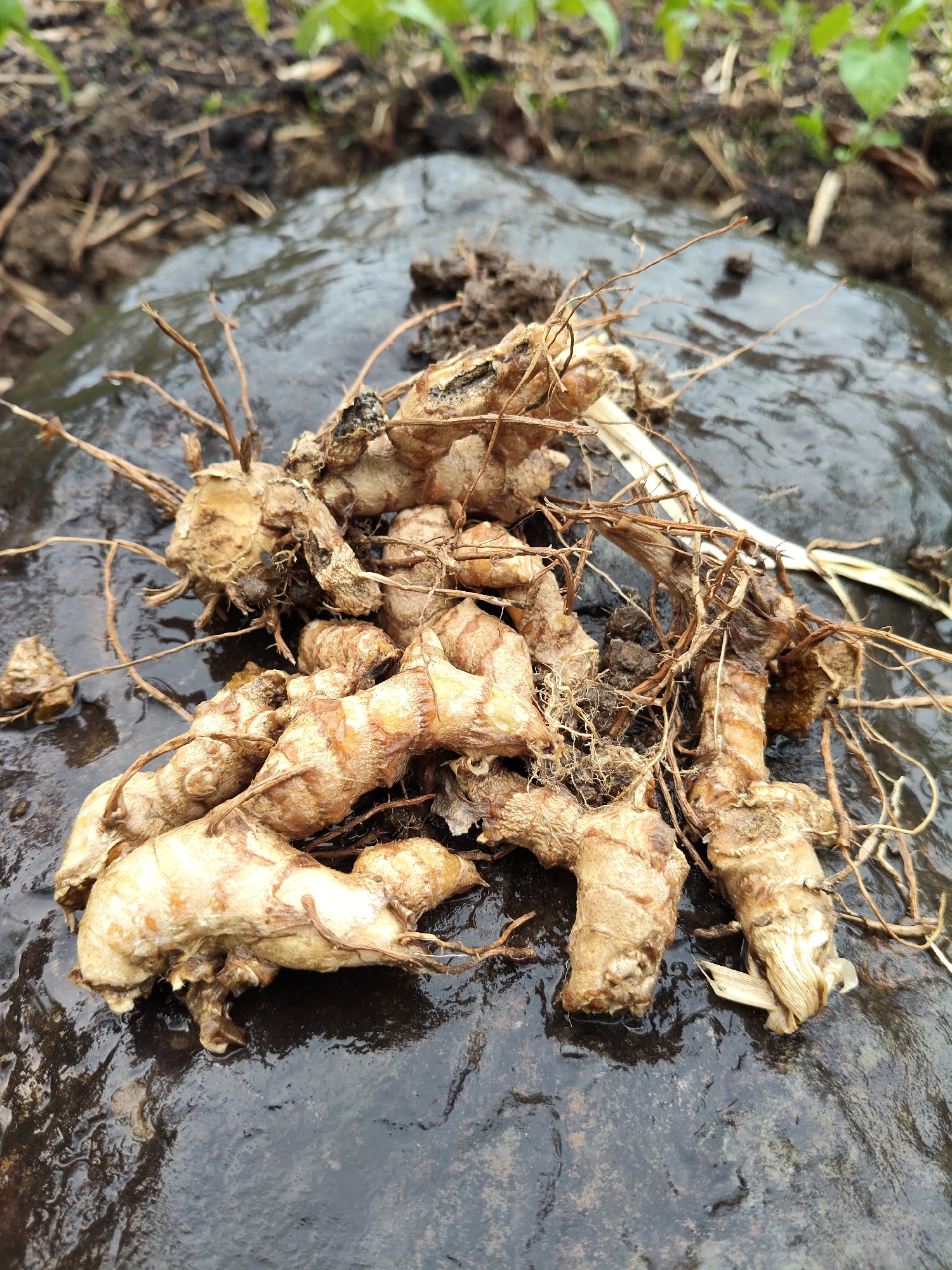 A close-up, eye-level shot shows a pile of harvested ginger roots with attached fibrous roots and some dirt. The ginger is a light brown, fleshy color and is laid out on a dark, wet, possibly muddy surface. In the background, out of focus, is dark soil with some dry brown plant debris and a few green plants. The image captures the harvested ginger from a farm or garden setting. The location is Bantasari, Indonesia.