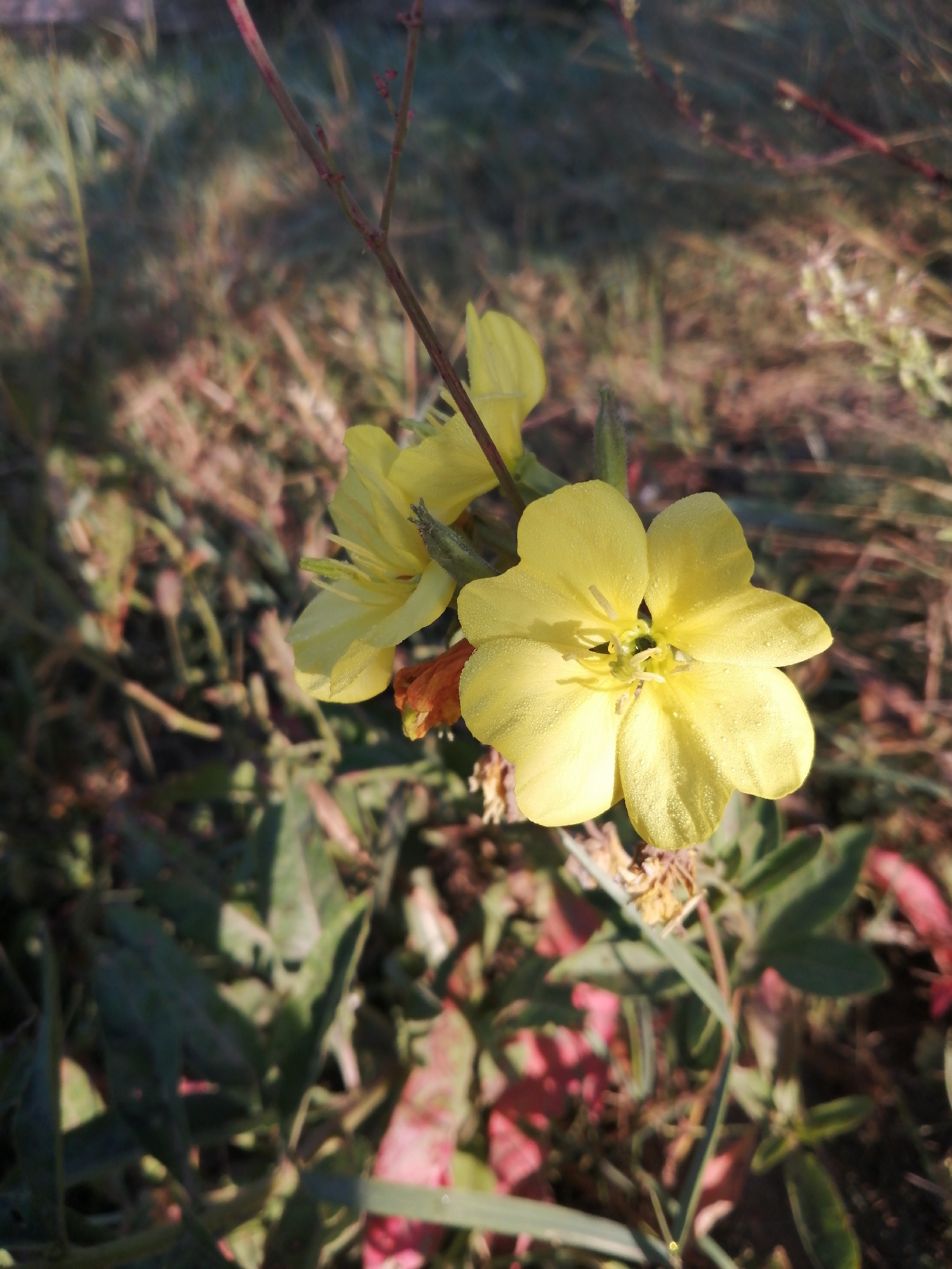 The image shows a close-up of two yellow flowers, likely evening primroses, in a natural setting. The flowers have four petals each and are covered in small water droplets, suggesting they may have been exposed to dew or light rain. One flower is in sharp focus, displaying its delicate structure and vibrant color, while the other, slightly out of focus, is positioned to its left and higher up on the stem. The background is a blur of dry grass, green leaves, and hints of reddish-brown foliage, indicative of an outdoor environment. The lighting suggests it is either early morning or late afternoon, with sunlight casting soft shadows. There are no people visible in the image. The scene is a still life of nature, emphasizing the beauty and detail of the flowers. The location is specified as Доўгаўскі сельскі Савет, Belarus, which indicates a rural area within Belarus.