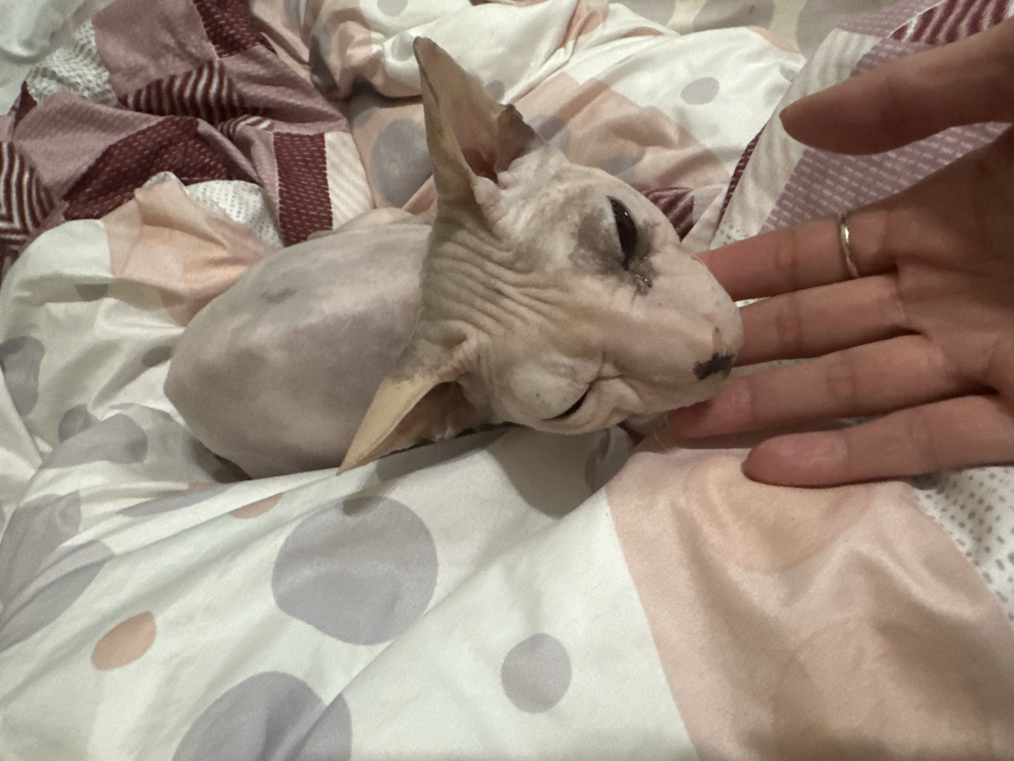 An overhead, close-up shot shows a person's hand gently petting a hairless cat. The cat, a Sphynx breed, is lying on a patterned bed. The bedding features large, grey and pale pink polka dots on a white background, with additional sections of striped pink and maroon fabric. The cat's skin is pale pink and wrinkled, with dark markings around its eyes and nose. One of the cat's eyes is partially closed. The person's hand is in the lower half of the frame, with fingers extended, touching the cat's head. A thin, silver ring is visible on the person's ring finger. The image does not provide information about its location in Togliatti, Russia, or any other specific geographical details.