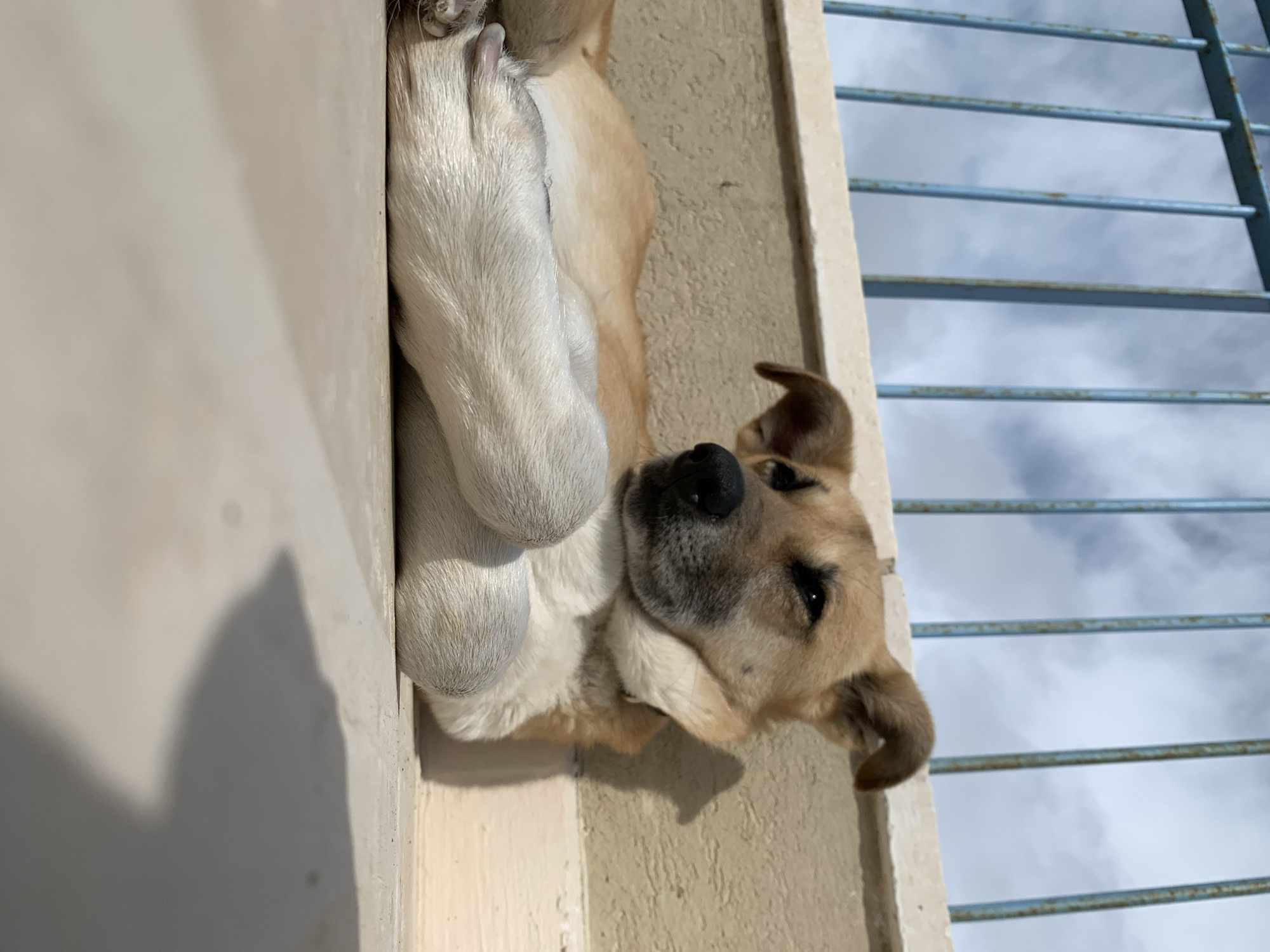 A medium-sized, light-brown and white mixed-breed dog is depicted lying on a light-colored outdoor tiled or concrete surface under direct sunlight. The dog's front paws are crossed or tucked, its head is slightly elevated, and its gaze is directed towards the right side of the frame. A dark collar is present on its neck. Behind the dog is a light beige-colored textured wall, above which a blue metal railing with vertical bars is visible. The railing exhibits minor surface discoloration. Through the railing, a partly cloudy sky with patches of blue is visible. Strong illumination from the right casts a distinct shadow of the dog onto the ground. The scene is consistent with an outdoor area such as a balcony or patio in the city of Tel-Aviv, Israel.
