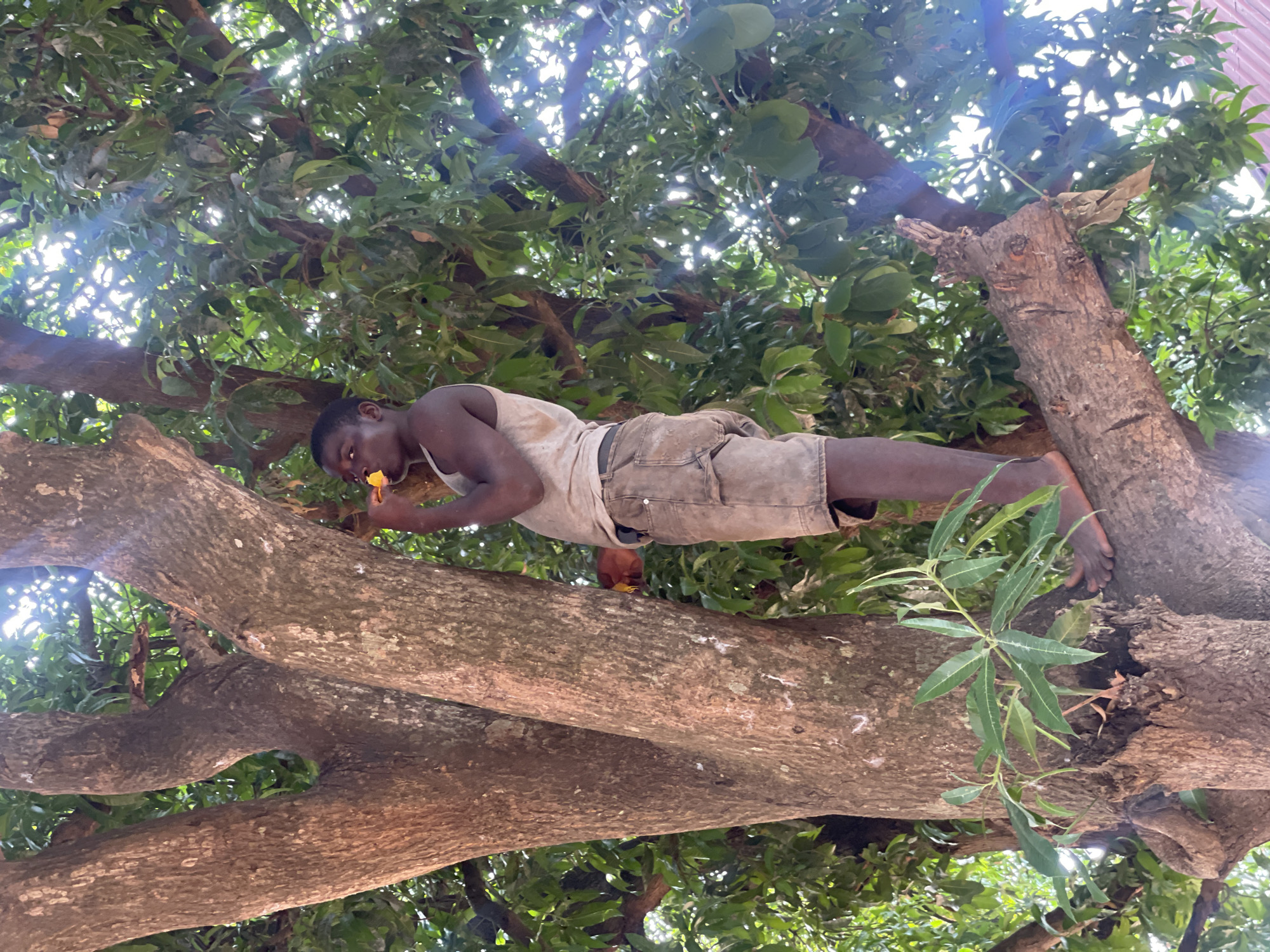 A low-angle shot shows a dark-skinned man eating in a tree. He wears a tank top and shorts. He is on his stomach, lying lengthwise along a thick tree limb, with one bare foot resting on another branch. He holds a piece of bright yellow fruit in his right hand and is eating it. The tree has numerous green leaves. The shot is taken from below, looking up into the tree canopy, with bright sunlight filtering through the leaves. The location is Akwanga, Nigeria.