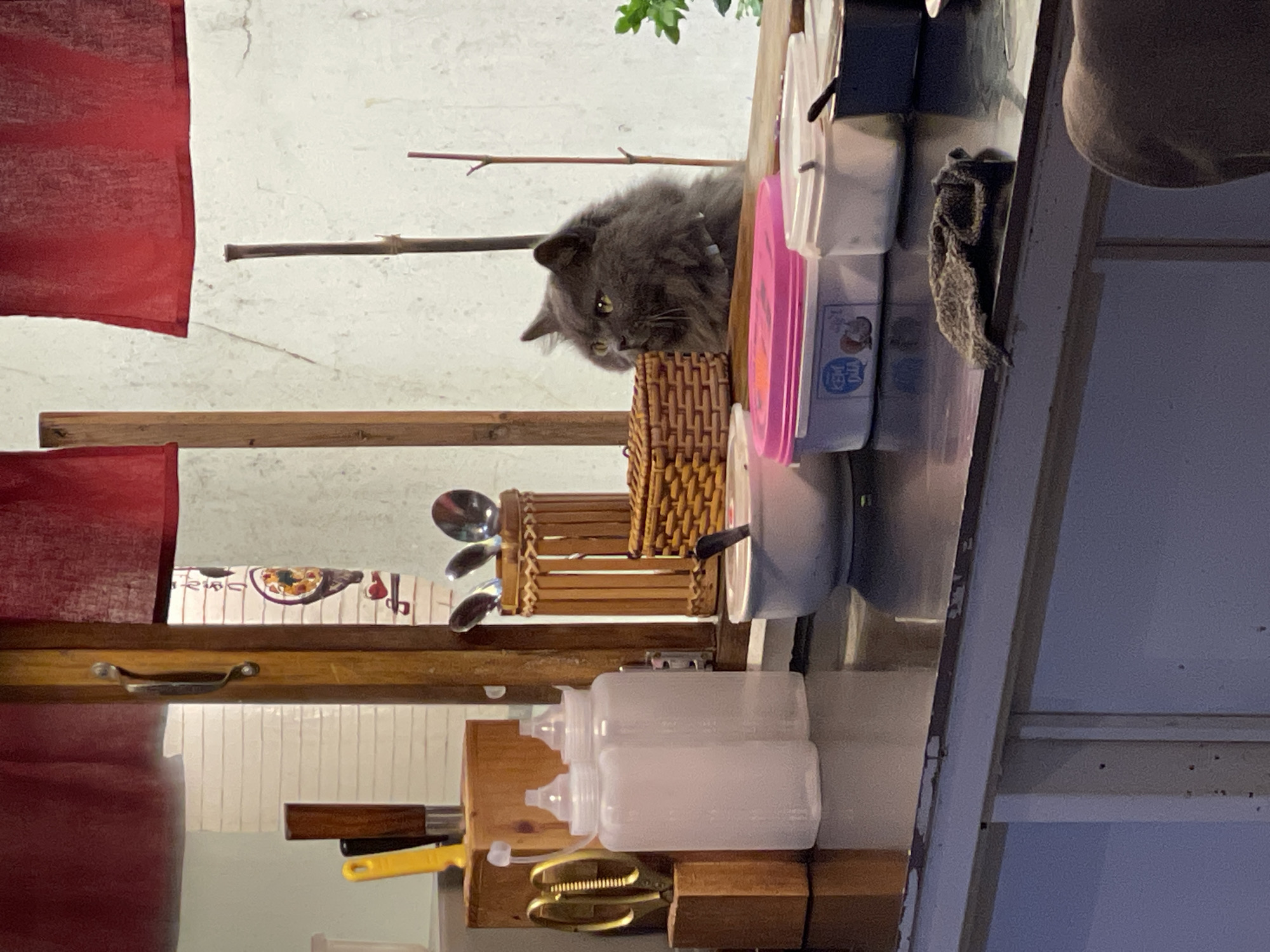 A horizontal composition shows a gray cat with yellow eyes perched on a counter or shelf. The cat is positioned near various kitchen items, including plastic containers stacked on top of each other, utensils, and bottles. A woven basket is also visible nearby. A red curtain hangs on the left side. The scene is situated in Lâm Viên - Đà Lạt, Vietnam, implied by the context of the image.