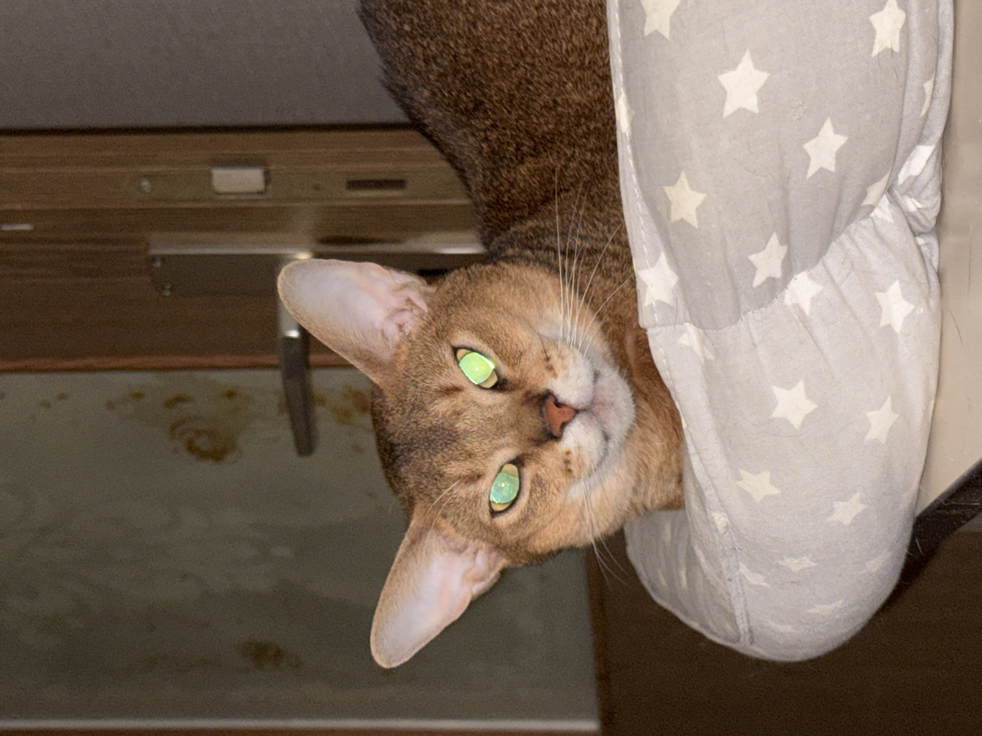 A close-up, inverted, high-angle shot shows the head of a feline peering out from a gray and white star-patterned fabric. The cat has short brown fur, long white whiskers, and green eyes. The background reveals a light brown wooden surface and a green and tan wall. The location in the city of Chaikovsky, Russia, cannot be determined from the provided image.
