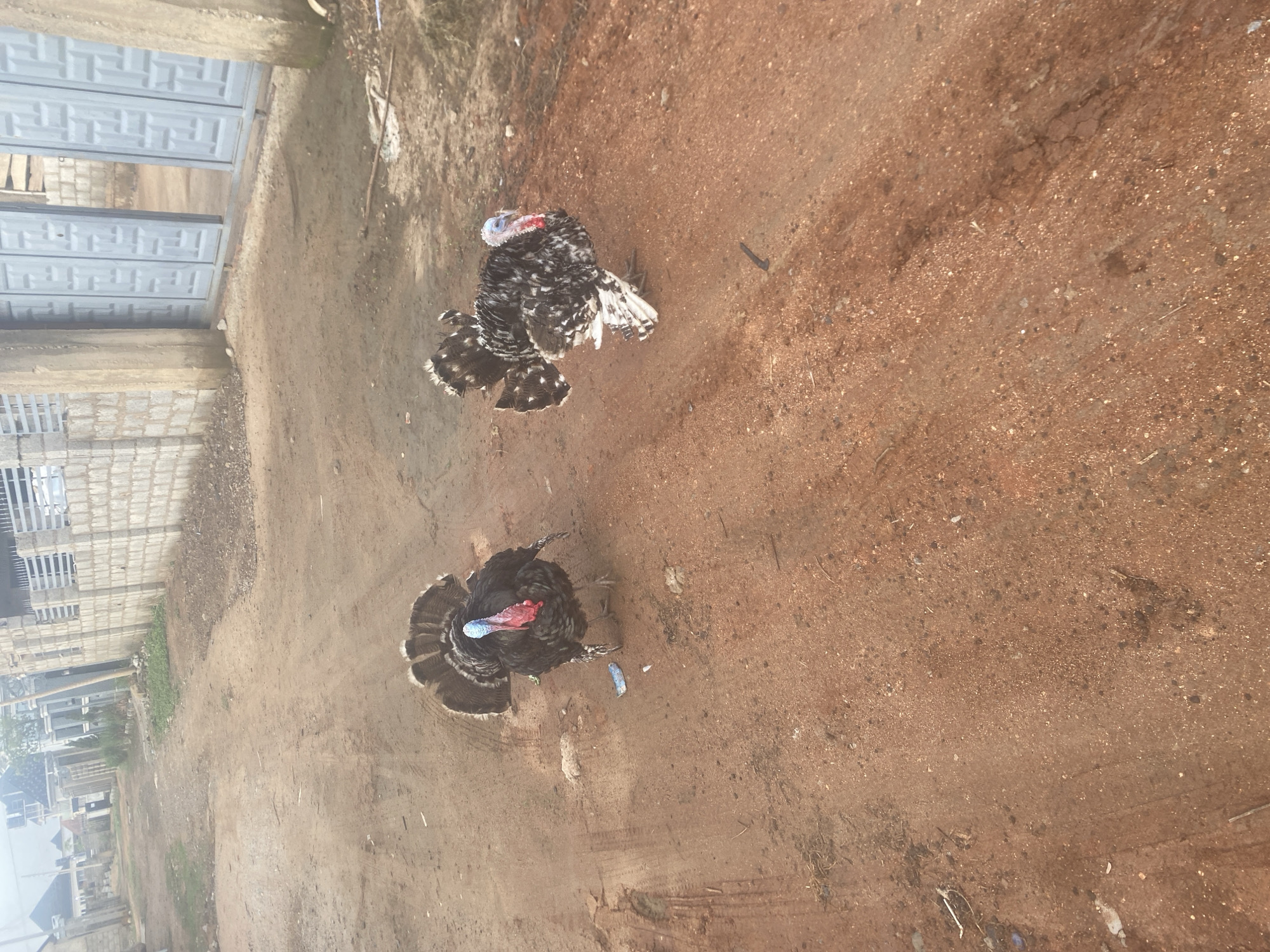 The image shows two turkeys on a dirt ground in Iddo Tudunwada, Nigeria. One turkey is black with a red and blue head. The other is speckled black and white with a red and blue head. The ground is brown and dusty. In the background are buildings and a gate.