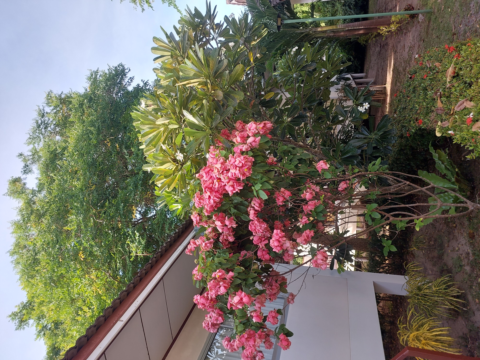 The image shows a bright, outdoor scene in Baan Mae Nam, Thailand, characterized by lush vegetation and a residential building. In the foreground, a vibrant pink flowering bush dominates the center-left of the frame. Behind it, a tree with large, green leaves, possibly a frangipani, grows taller. To the left of the flowering bush, a portion of a white building with a brown-tiled roof is visible, suggesting a dwelling or guesthouse. The ground is covered with dirt, fallen leaves, and smaller plants, including yellow-variegated foliage near the building's foundation and a patch of red flowers further back. A pathway, partially shaded by trees, recedes into the background. The sky is clear and light blue, indicating a sunny day. The scene is tranquil and natural, typical of a tropical environment. No people are present.