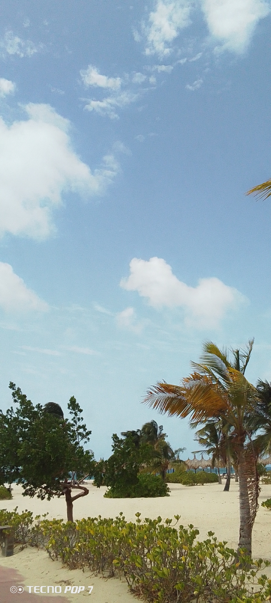 The image depicts a beach scene in Pedro González, Venezuela. The sky is light blue with scattered white clouds. In the foreground, a low hedge of green plants lines a sandy area. Several trees and palm trees are visible in the middle ground. In the background, beach umbrellas are seen. The beach is white sand. The photo has a "TECNO POP 7" watermark in the bottom left corner.