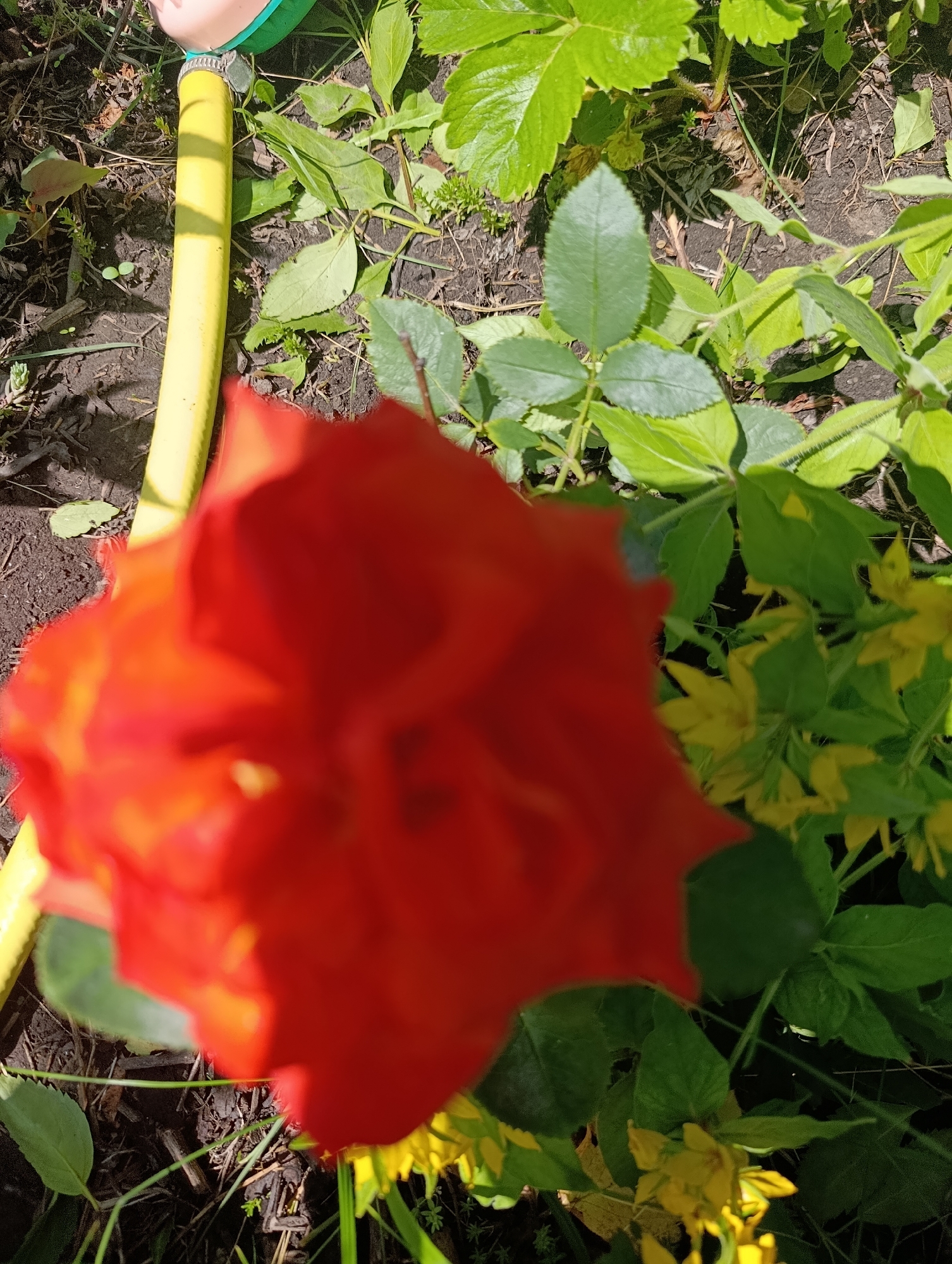 This is a close-up, slightly out-of-focus photograph of a bright red flower in the foreground, with a yellow garden hose visible to the left. The flower is blurry, obscuring its details, but its vibrant red color is dominant. The garden hose is a bright, almost fluorescent yellow and appears to be connected to something out of frame at the top.
The background consists of green foliage and dark soil, suggesting an outdoor setting, likely a garden or yard. There are also some small yellow flowers scattered among the green leaves. The lighting indicates it's daytime, with sunlight casting shadows.
The image provides no specific details about the city of Bratske, Ukraine, or any people, actions, or interactions. It is a still life focused on a flower and a garden hose.