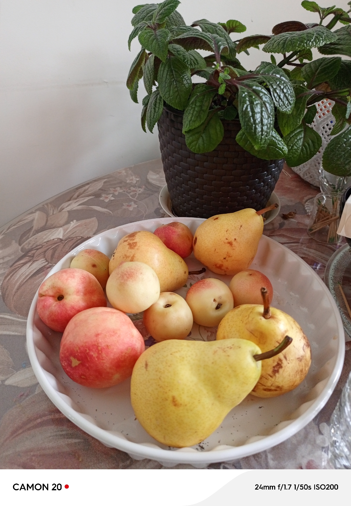 A white, scalloped-edged ceramic bowl filled with fruit is placed on a table covered with a floral patterned tablecloth. The fruit consists of several yellow pears, some with red blush, and several round fruits that appear to be peaches or nectarines, with red and yellow coloring. A potted plant with dark green, textured leaves sits behind the bowl, in the upper right quadrant of the image. The background is a plain white wall. The bottom edge of the image displays a white and gray overlay with text indicating "CAMON 20" and camera settings "24mm f/1.7 1/50s ISO200".