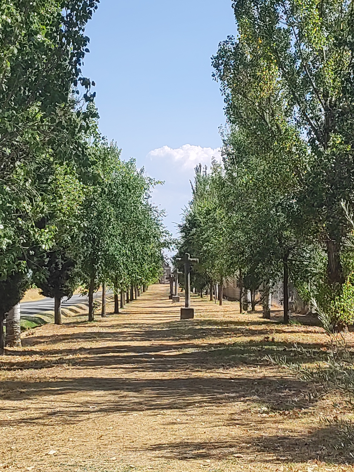 The image depicts a tree-lined pathway in Sangarcía, Spain, featuring a series of crosses lining the right side of the path, suggesting a cemetery or memorial site. The pathway is composed of dry, light-colored earth, with distinct shadows cast by the trees and crosses on the ground. The trees are lush and green, with tall, slender trunks, forming an avenue that recedes into the distance. The sky is blue with scattered white clouds. The overall scene is serene and evokes a sense of solemnity, indicative of a place of remembrance.