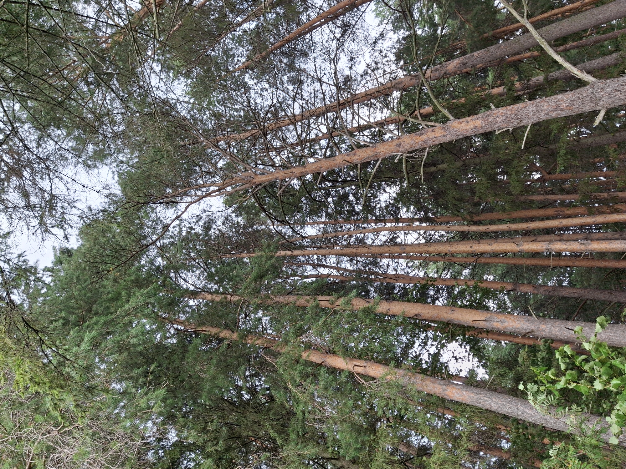 The image displays a view looking up through a dense pine forest. Tall, slender pine trees with rough, reddish-brown bark dominate the scene, their branches extending upwards and intertwining, creating a canopy that obscures much of the sky. The needles of the pine trees are a vibrant green, and some bare, skeletal branches are also visible. In the foreground, to the left, some lighter green foliage, possibly from a deciduous shrub, is present. The overall impression is one of a wild and untamed natural environment. The image was taken in Plishkino, Russia.