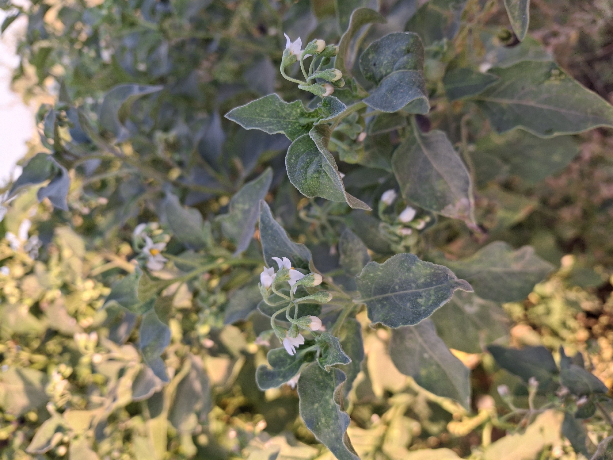 This is a close-up, vertical, eye-level shot of a plant with small white flowers and green leaves. The plant appears to be in an outdoor environment, likely a garden or natural setting. The background is blurred with soft lighting, suggesting it might be late afternoon or early morning. The focus is on the delicate structure of the flowers and the textured leaves, some of which show signs of age or slight damage. The setting within Utmayli, Uzbekistan, cannot be determined from the visual information alone.