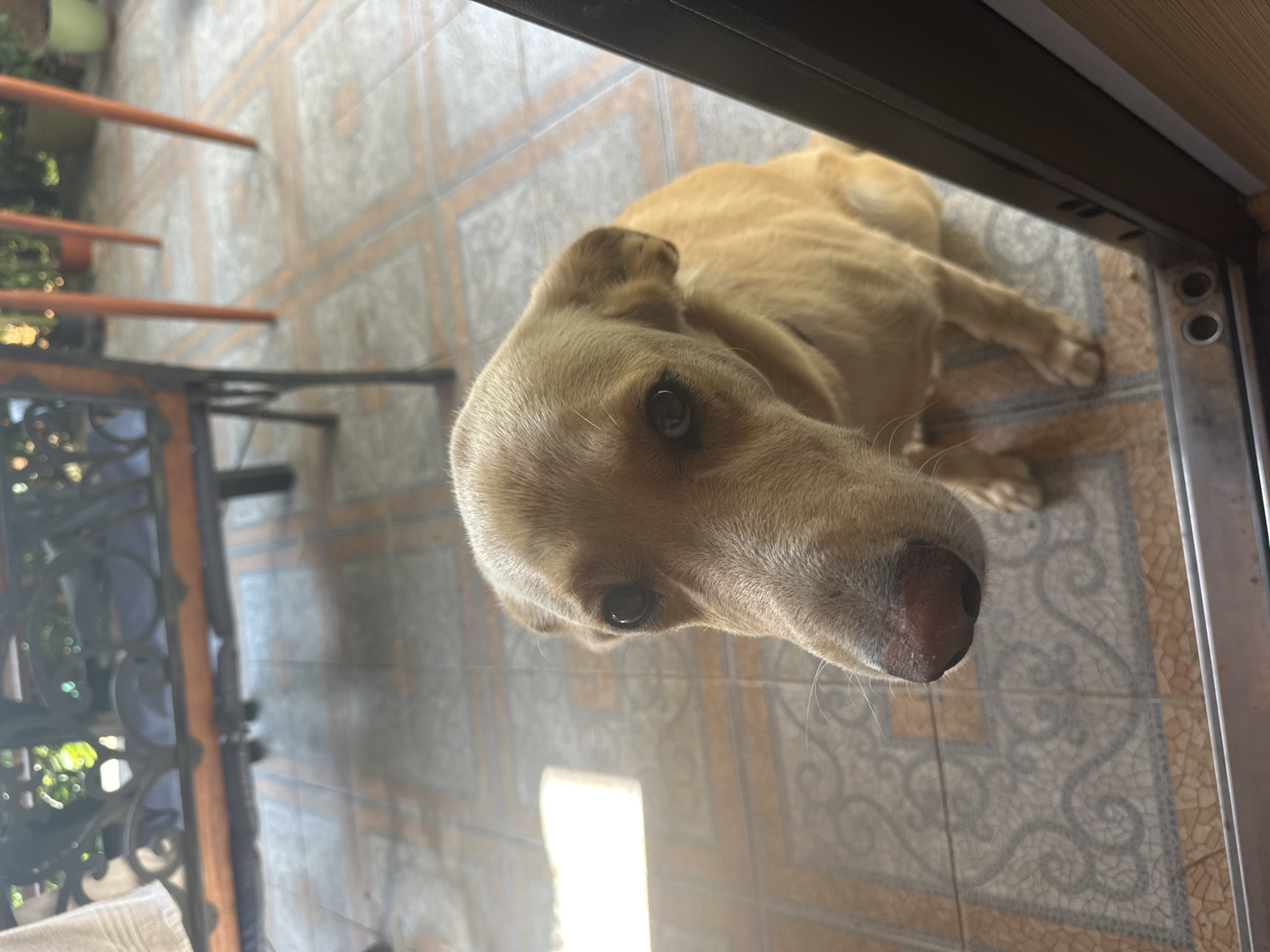 A tan dog with dark eyes and a pink nose is looking up at the camera, positioned in the foreground. The dog is sitting on a tiled floor with a patterned design. In the background, out of focus, are patio furniture, table legs, and plants. The scene appears to be an outdoor patio area, possibly in Sochi, Russia, given the context.
