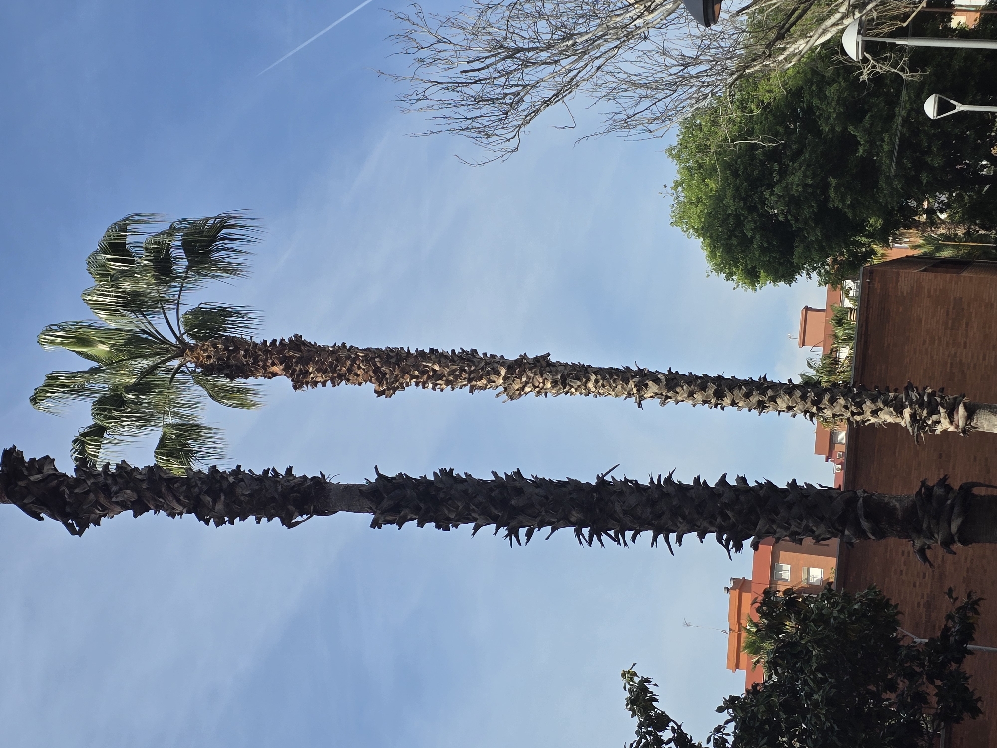 The image captures an upward perspective of an urban or semi-urban environment in Cornellà de Llobregat, Spain, dominated by two extremely tall palm trees. Their rugged trunks, covered in remnants of old frond bases, extend vertically through the center of the frame against a bright blue sky. The fronds of the left palm tree are green and appear to be moving, suggesting a light breeze or wind.
The sky is predominantly clear and bright blue, featuring a distinct white airplane contrail in the upper left corner and subtle wispy clouds. A sun flare is visible in the upper right. To the right of the palm trees, a large, dense, green leafy tree with a rounded canopy is visible, along with the bare branches of another tree and modern streetlights. In the background, several multi-story buildings with red or orange-toned brick facades and visible windows can be seen beneath the bright sky. No people or visible text are present in the image. The setting suggests a sunny day in a location with characteristic Mediterranean flora and urban architecture.