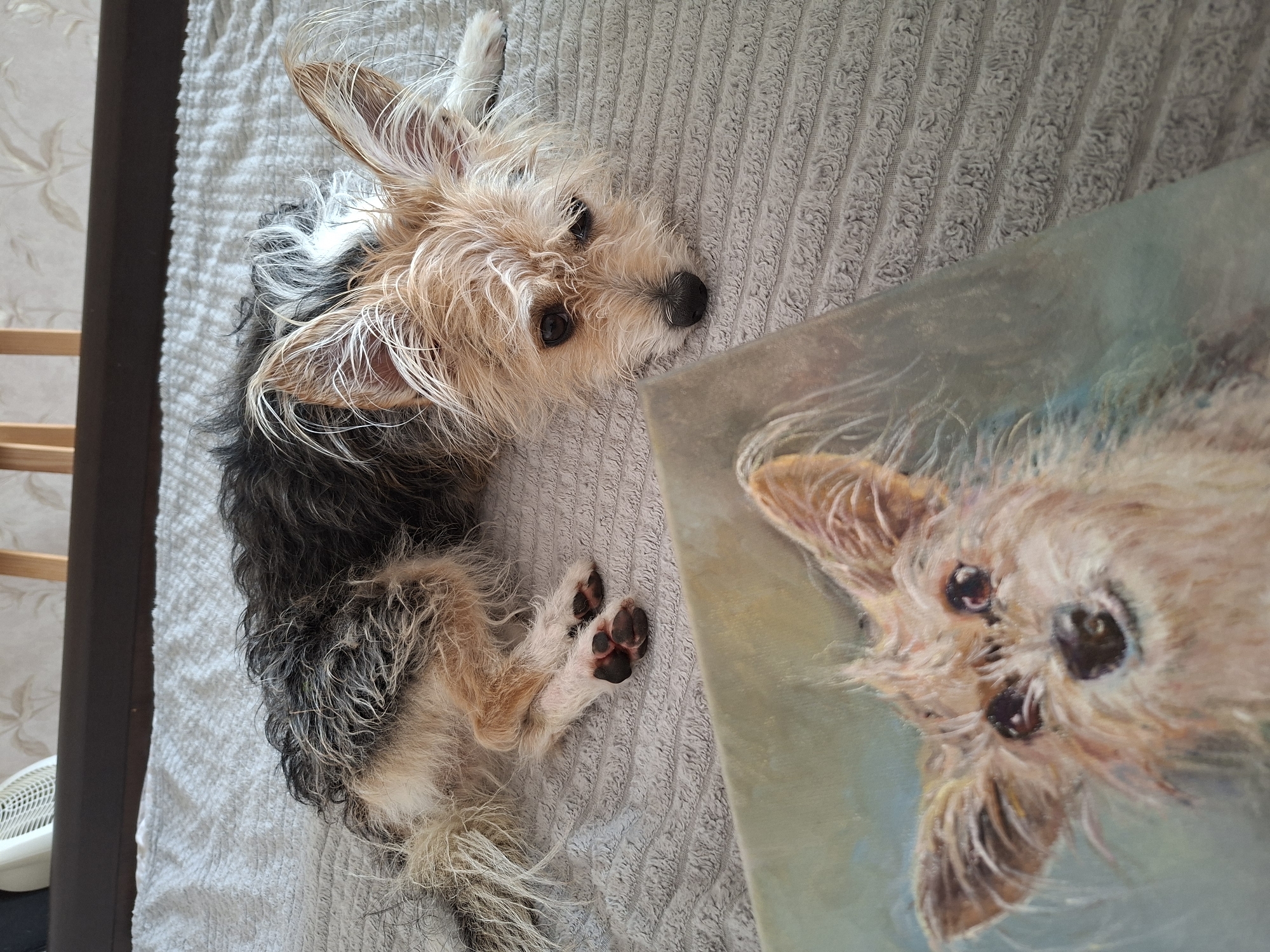 A small, shaggy dog with tan, black, and white fur lies on a grey, textured blanket on a bed. The dog is looking towards a framed painting of a dog that is resting in the foreground, partially obscuring the view of the real dog's body. The painting is positioned to the left of the real dog. The background shows a dark headboard and a portion of a white fan. The scene appears to be indoors, likely in a domestic setting. No specific location in Kaliningrad, Russia can be determined from the image.