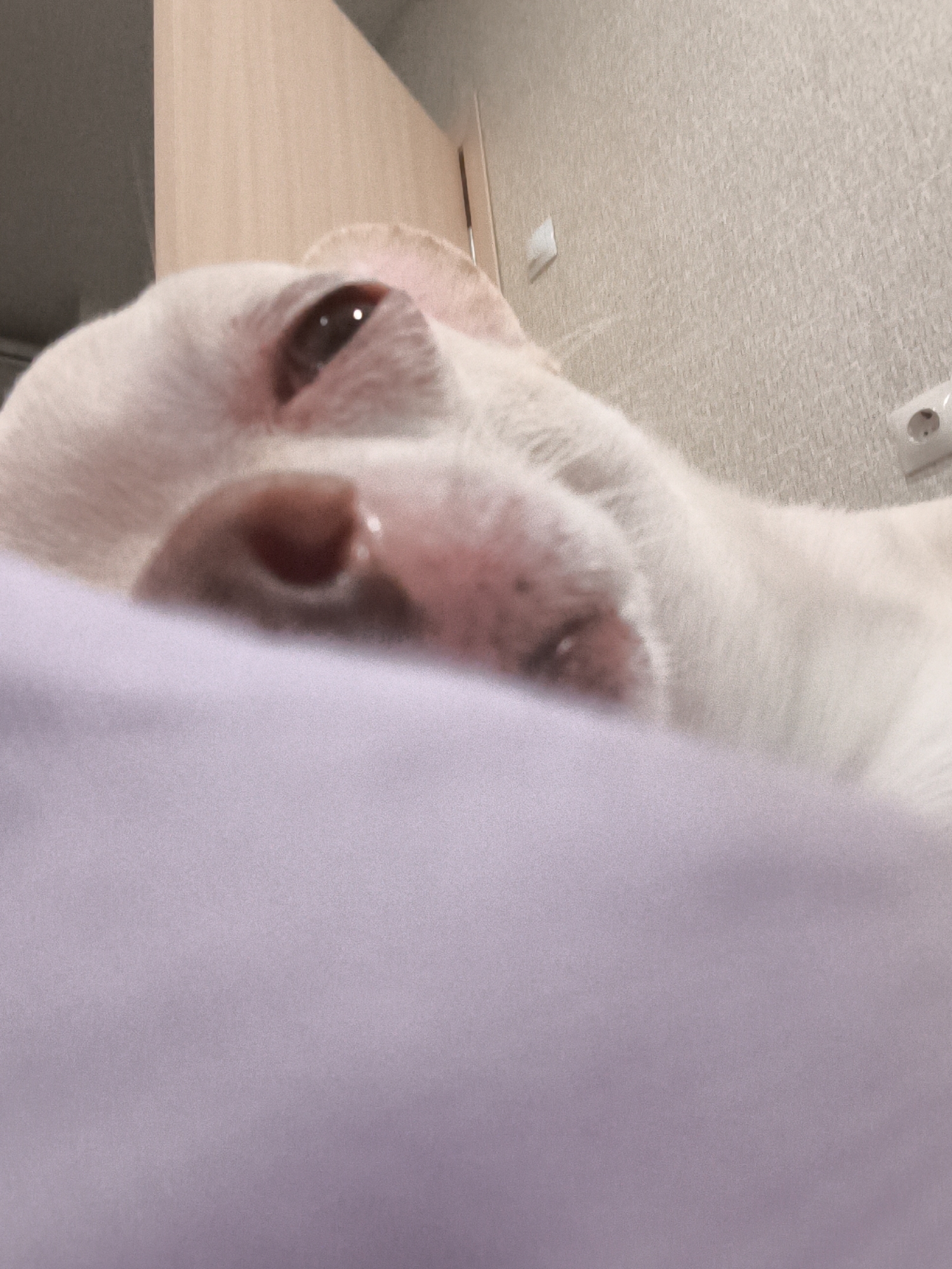 The image shows a close-up, low-angle shot of a white dog with pink skin around its nose and eyes, lying on a lavender-colored surface, likely a bed or blanket. The dog's right eye is partially visible, reflecting a light source. In the background, a textured, light-colored wall is present, with a light switch visible on the right side. To the left, a wooden closet door is partially visible. The scene appears to be indoors, likely in a residential setting. There is no indication of the specific location in Chelyabinsk, Russia.