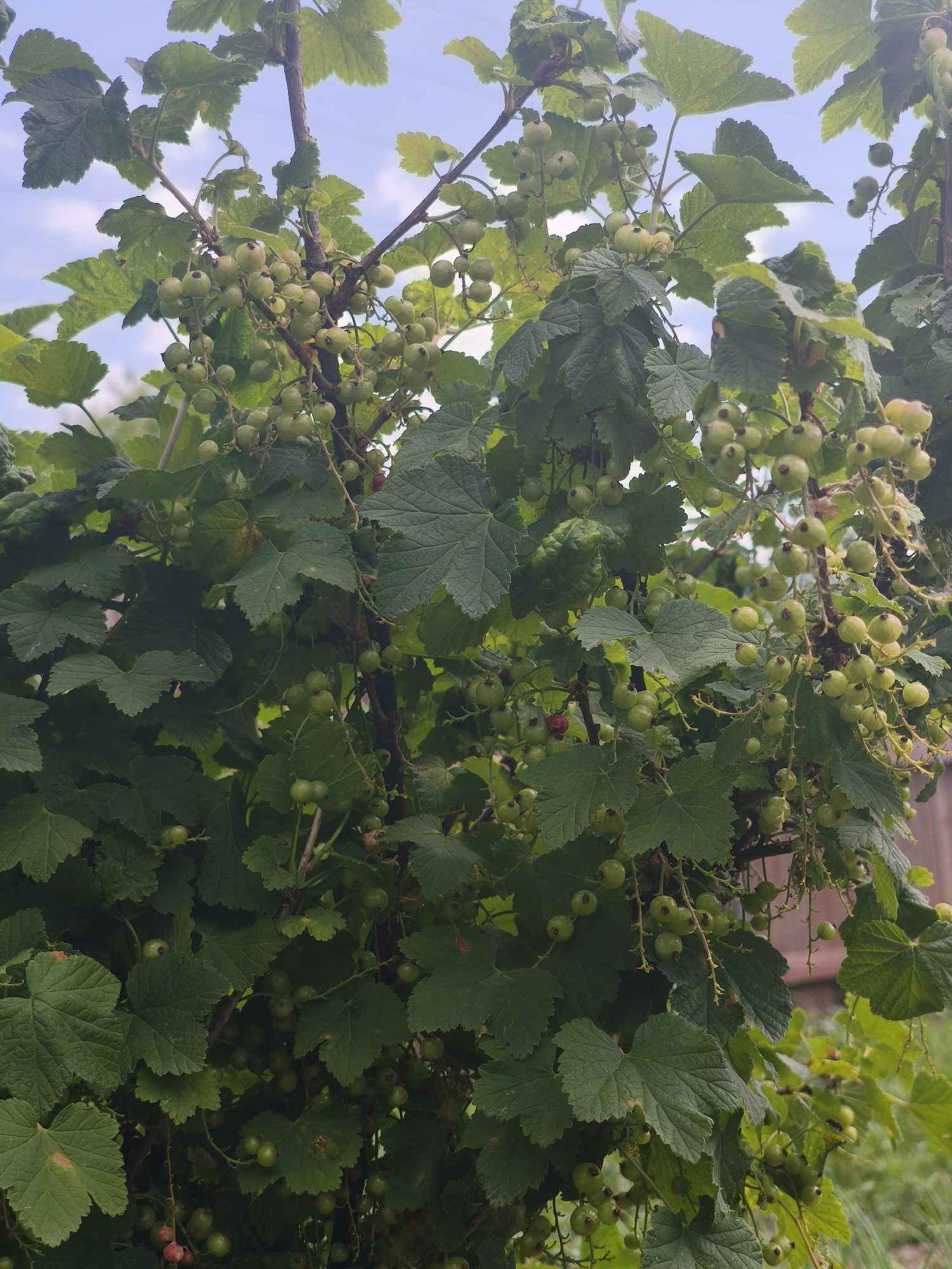 The image shows a close-up view of a currant bush with unripe green berries and lush green leaves. The bush is laden with clusters of small, round, green berries, some of which are beginning to show a blush of red. The leaves are broad and lobed, with serrated edges. The background consists of a bright blue sky with scattered white clouds, and a hint of a wooden fence. The scene is bathed in natural light, suggesting it was taken outdoors during the daytime. The location is identified as Kady, Russia. There are no people or animals visible in the image. The focus is entirely on the natural elements of the currant bush and its fruit.