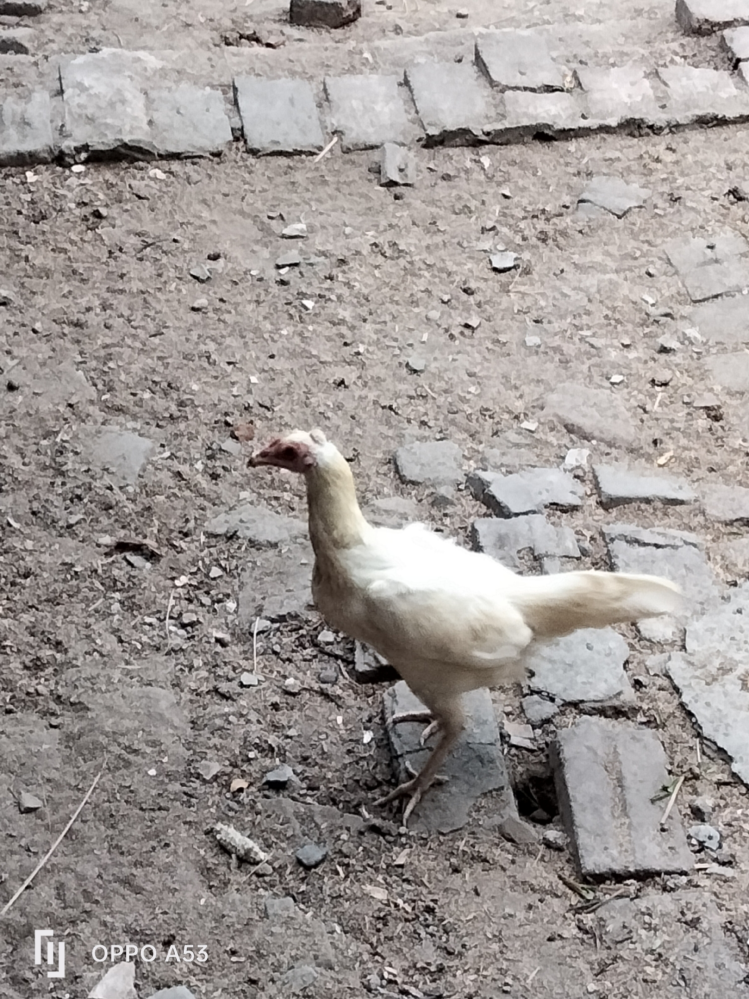 A light-colored chicken stands on uneven ground composed of gravel and broken paving stones. The chicken is facing to the left, with its head turned slightly towards the viewer. Its feathers are mostly white, with some hints of yellow. The ground is dry and dusty, with scattered pebbles and small stones. In the background, more broken paving stones are visible. The lower-left corner of the image contains a watermark that reads "OPPO A53". The scene appears to be outdoors, in an urban or semi-urban environment in Trenggalek, Indonesia.