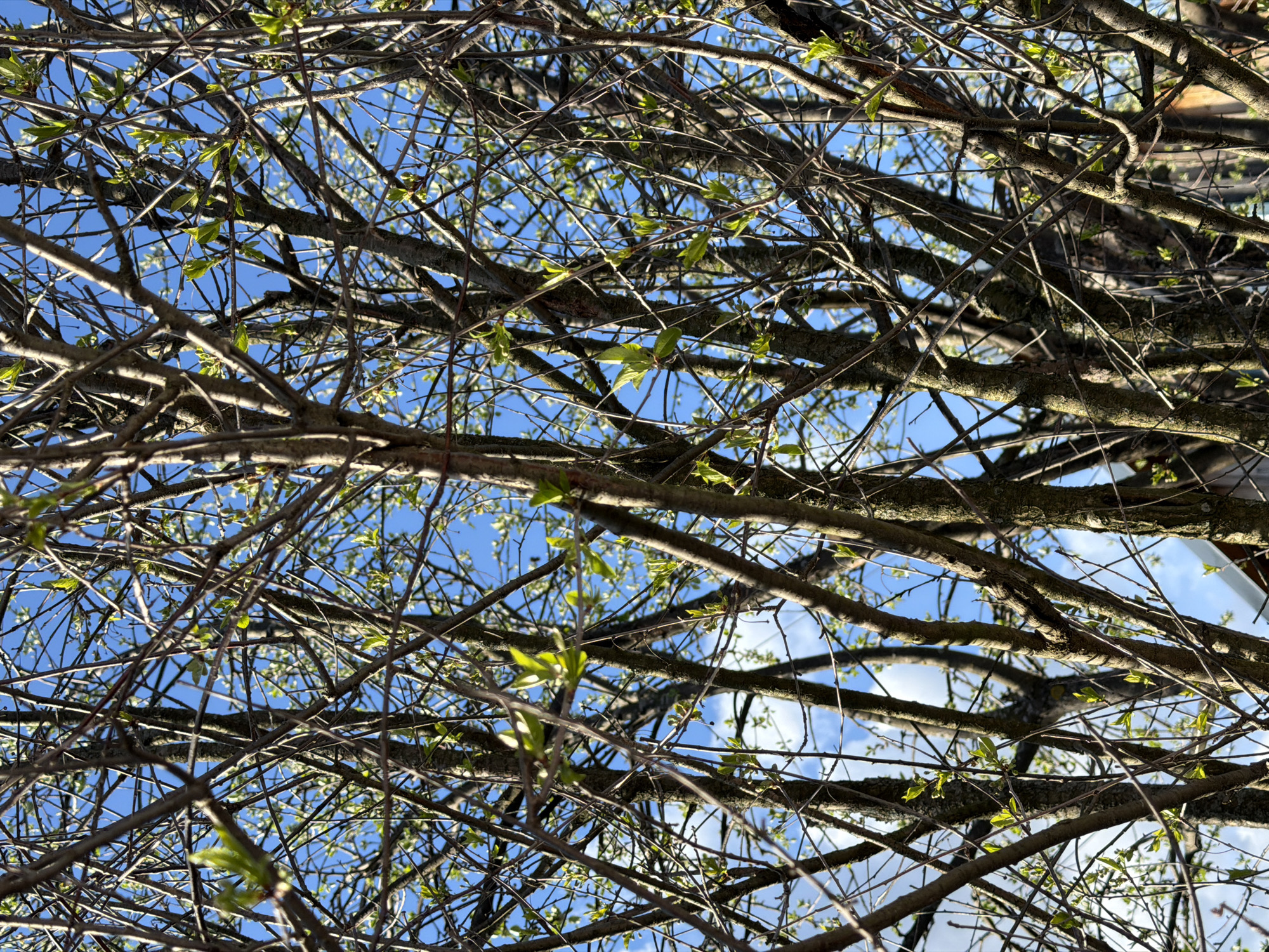 The image depicts a view looking up through the branches of a tree. The tree's branches are bare except for a few small, green leaves that are just beginning to sprout. Through the branches, a blue sky is visible, with a few scattered clouds. The location is likely within the city of Фоки, Russia.