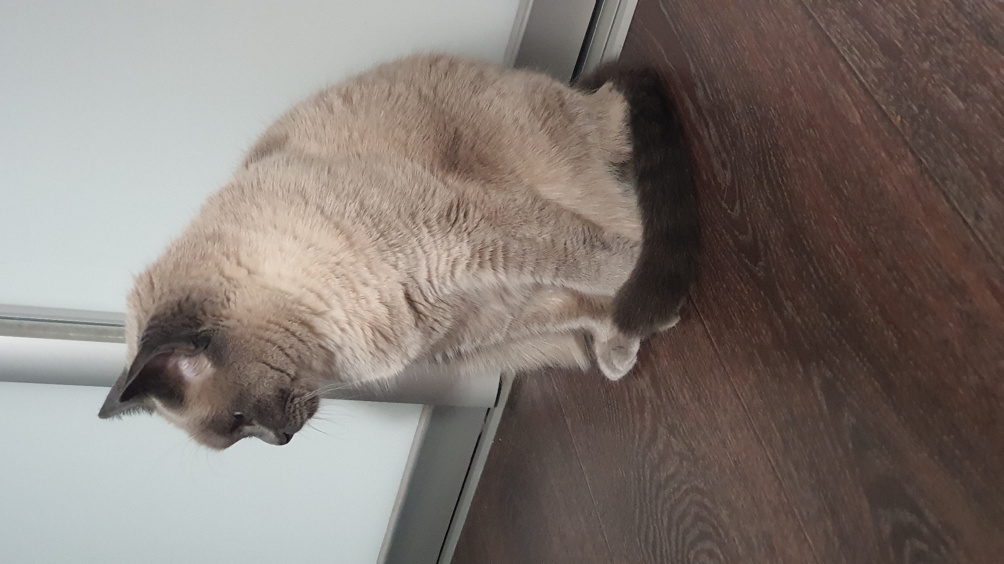 A Siamese cat is sitting on a dark wooden floor next to a white wall. The cat is facing left and is looking downwards. Its fur is light brown with darker points on its ears, face, and tail. The cat's tail is curled around its body. The background is a plain white wall with a thin vertical metallic line. The floor has a wood grain pattern. The scene is indoors, likely in a residential setting within the city of Krasnoyarsk, Russia.