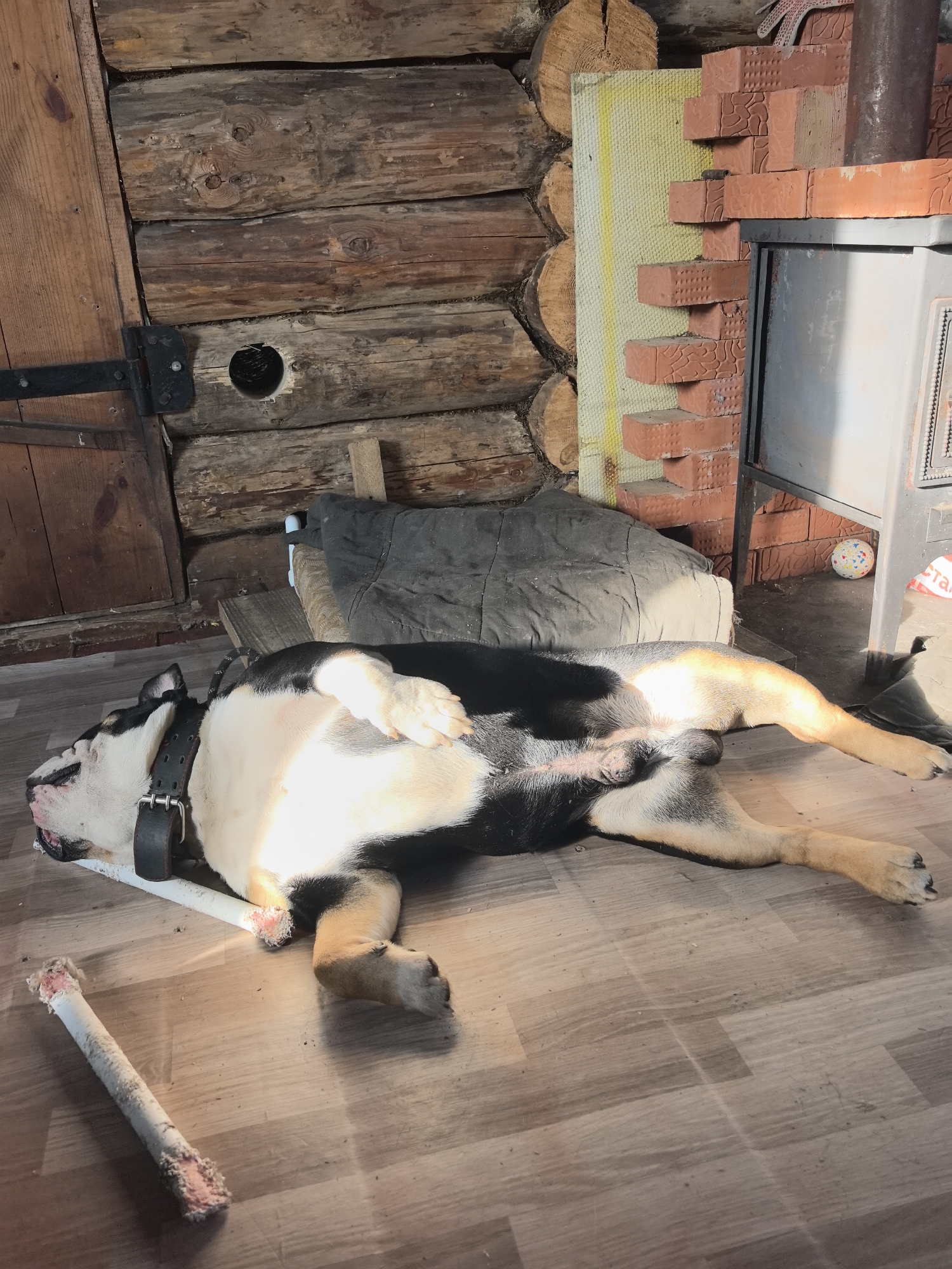 A black and white dog is lying on its back on a wooden floor inside a log cabin in Noviy, Russia. The dog wears a thick black collar and a bone lies nearby. In the background, there is a brick structure, possibly a stove, next to a wooden wall made of logs. A closed wooden door is also visible.