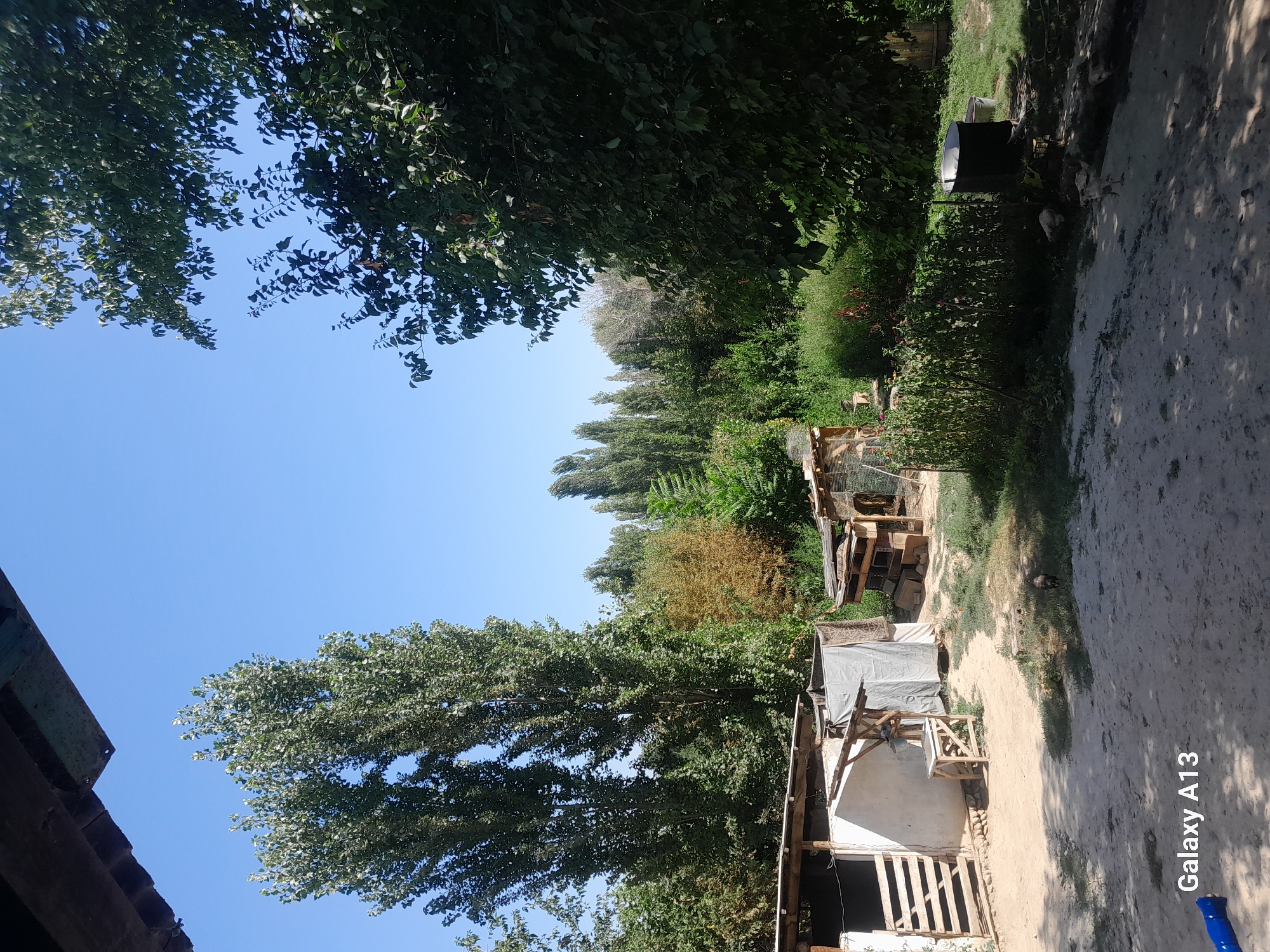 The image depicts a rural backyard scene in Töş, Kyrgyzstan, on a clear, sunny day. In the foreground, a sandy path leads towards a cluster of farm structures. To the left, a white building with a wooden gate is visible, partially covered by a tarpaulin. Adjacent to it is a small wooden stand with a bucket hanging from it. To the right of this structure, a smaller, dilapidated wooden enclosure with a wire mesh front stands.
Further back, a dense line of trees forms the backdrop, with tall, slender trees dominating the left side and a variety of greenery filling the rest of the background. Some of the trees on the left are notably tall and appear to be poplars. A patch of dry, brown vegetation is visible amongst the green foliage in the mid-ground.
In the right mid-ground, a large metal cauldron or barrel sits on the grass. Several chickens are scattered across the yard, with one prominently walking on the path in the middle ground. Another chicken is near the cauldron. The ground is a mixture of sand and sparse grass, with shadows cast by the trees indicating a bright sun. The overall impression is that of a functional, slightly unkempt farmyard. The "Galaxy A13" watermark is present in the bottom left corner of the image.
