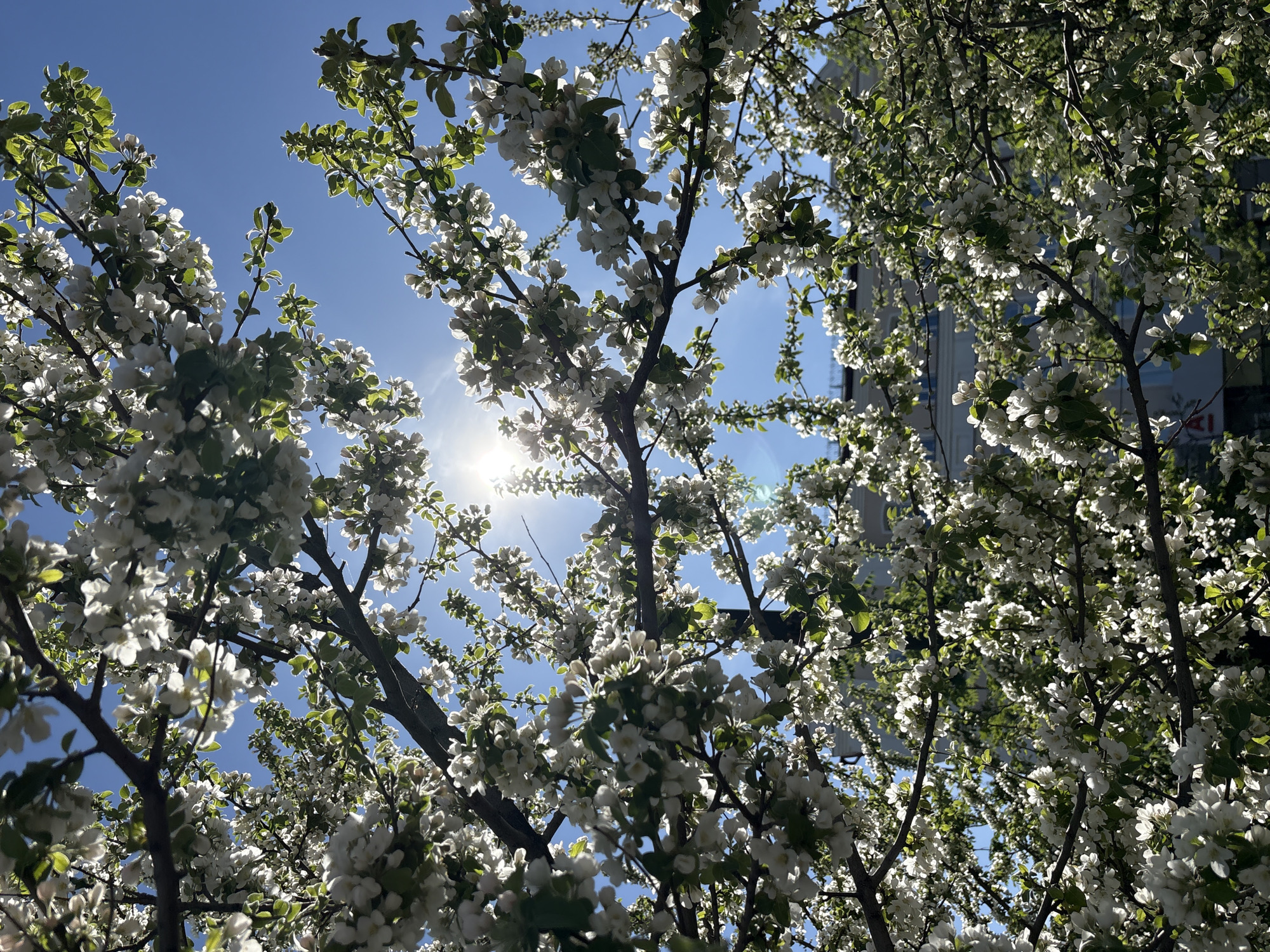 The image depicts a tree with white blossoms and green leaves against a clear blue sky. The sun is visible through the branches, causing a lens flare effect. In the background, a building is partially visible through the foliage. The location is identified as a city, Unknown, Unknown.