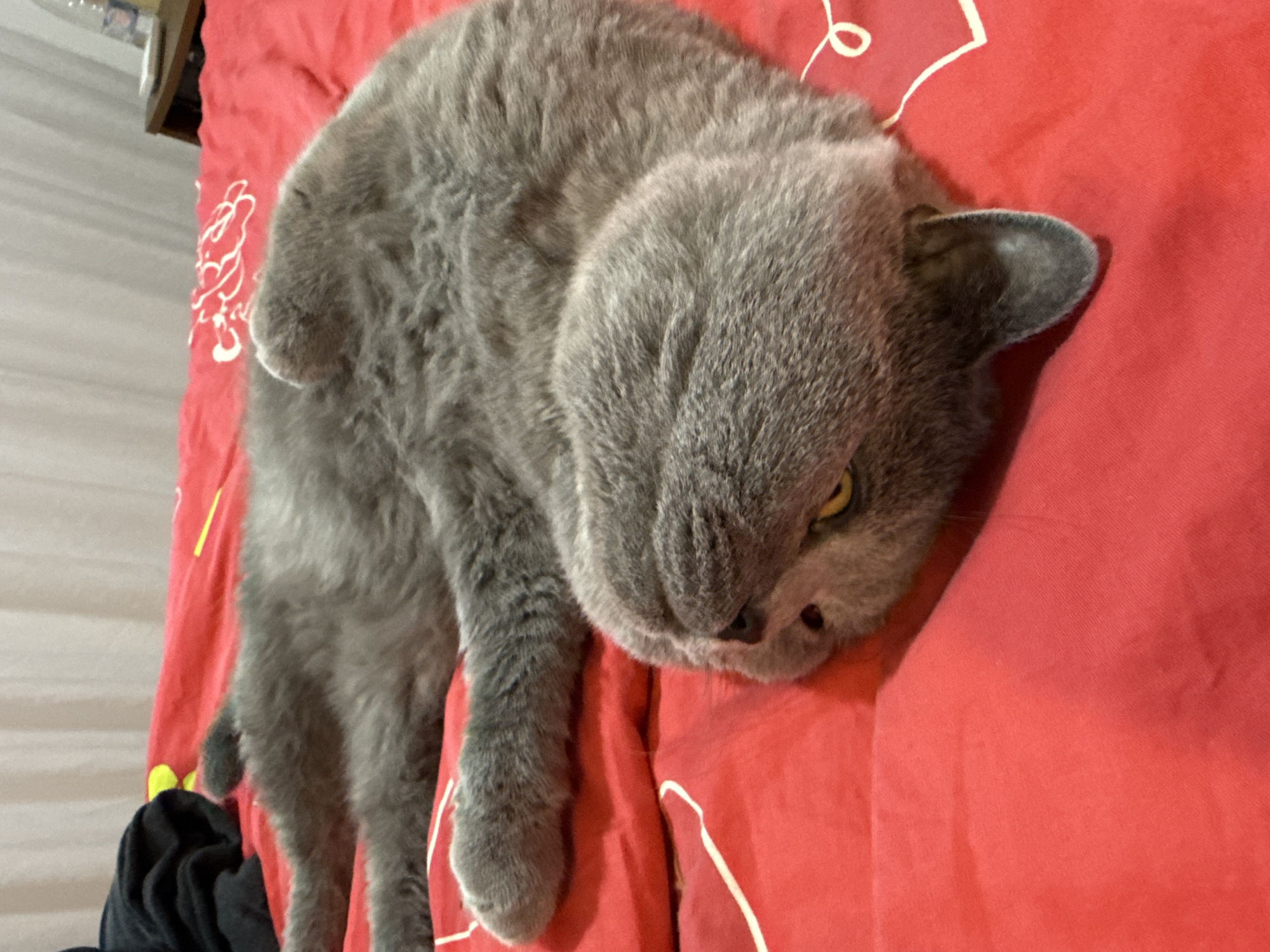 A gray cat is lying on a red surface with white patterns. The cat is facing the camera and its eyes are partially visible. The cat's paws and body are visible on the left side of the image. The location is not discernible from the image.