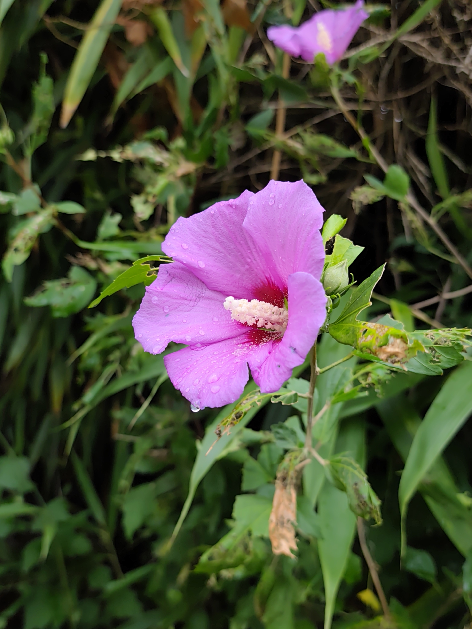 A close-up, vertical shot features a vibrant pink hibiscus flower in focus, its petals adorned with glistening water droplets. The flower is situated amidst a backdrop of lush green foliage, with some leaves showing signs of damage. A hint of another pink flower is visible in the upper right corner, out of focus. The overall lighting suggests an overcast day. The image is a photograph taken outdoors, likely in a garden or natural setting, and does not provide any specific indicators of its location within the city of Oryol-Izumrud, Russia. There are no people or animals visible in the scene.