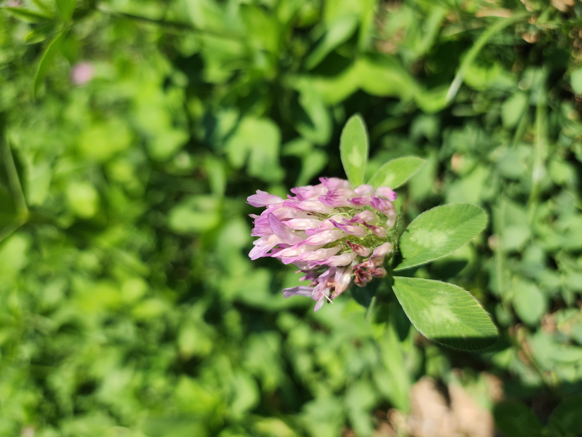 A close-up, high-angle shot captures a vibrant pink clover flower in bloom amidst a field of lush green clover in Yangikurgan, Uzbekistan. The flower's delicate petals are a gradient of light pink to white, with a cluster of darker pink buds at its center. The clover leaves below are a rich green, with distinct lighter green patterns visible on their surfaces. The background is a soft blur of more green clover, suggesting a sunny day with ample vegetation. The lighting is bright, creating subtle shadows on the leaves and highlighting the flower's intricate details.