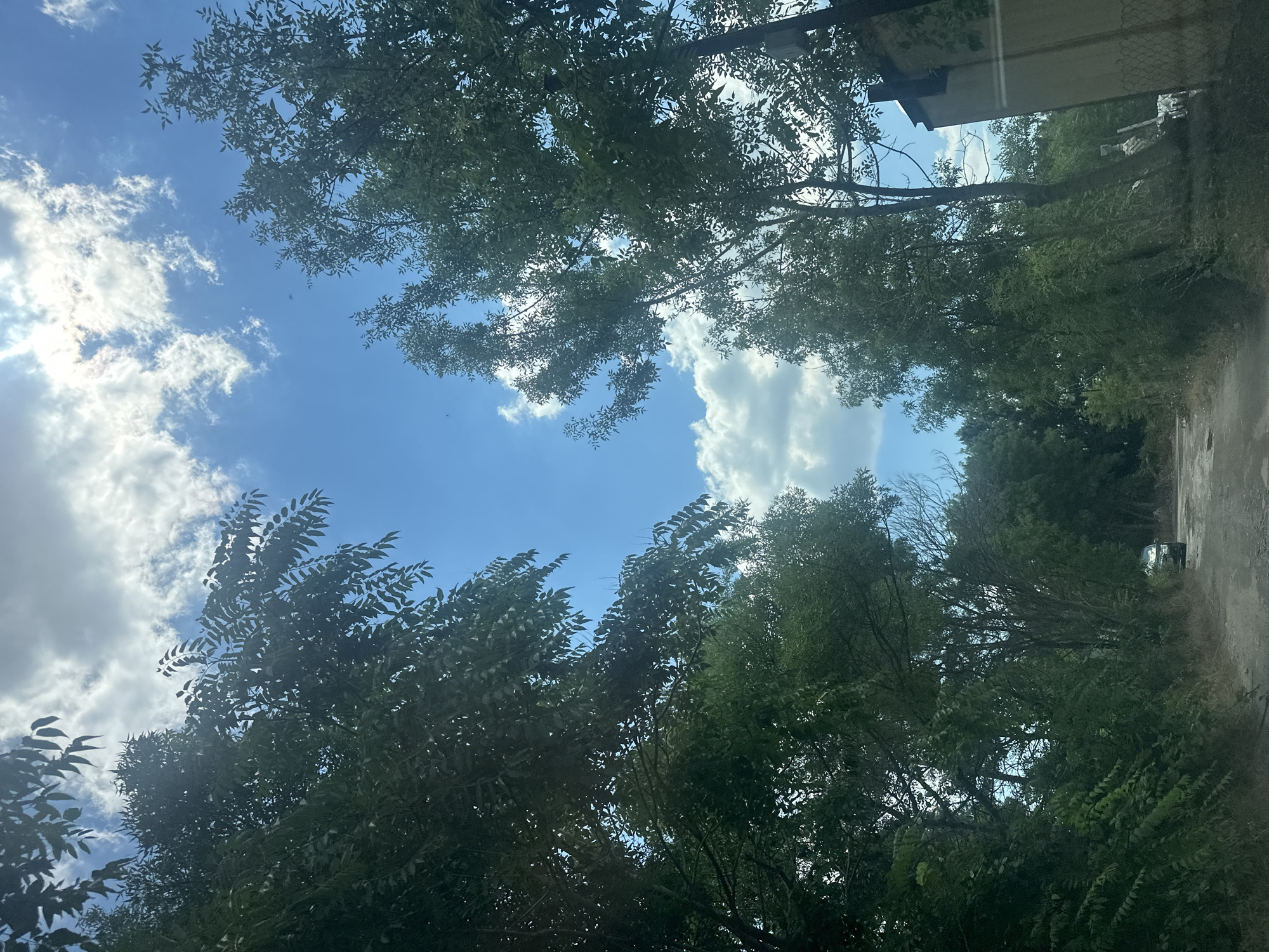 The image depicts a low-angle view looking up through the canopy of lush green trees towards a bright blue sky with scattered white clouds. The foliage of the trees, predominantly deciduous, creates a dense, leafy frame for the sky. The sunlight filters through the leaves, creating dappled patterns and highlighting the textures of the greenery.
In the lower portion of the image, a dirt road or path is visible, curving slightly to the right. On this path, a single dark-colored car is parked or slowly moving forward, its headlights illuminated. To the right of the path, a portion of a weathered, light-colored building with a darker roofline is partially visible, along with a chain-link fence. The overall environment appears to be semi-rural or a neglected urban fringe, characterized by overgrown vegetation and a somewhat disused road. There are no people visible in the scene. The lighting suggests it is daytime, likely a sunny or partly cloudy afternoon.