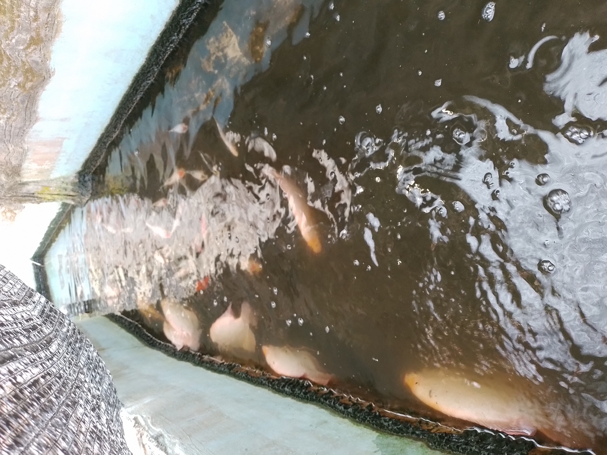 In Ngancar, Indonesia, a rectangular fish pond is depicted. The pond, which appears to be a part of aquaculture, contains several koi fish swimming in murky water. The edges of the pond are lined with what seems to be concrete structures, and a mesh-like shade covers a portion of the pond, suggesting an effort to control sunlight or environmental conditions. The water is dark and somewhat opaque, with ripples and small bubbles visible on the surface, indicating the presence of movement or aeration. The overall scene suggests a functional fish farm or a breeding facility.