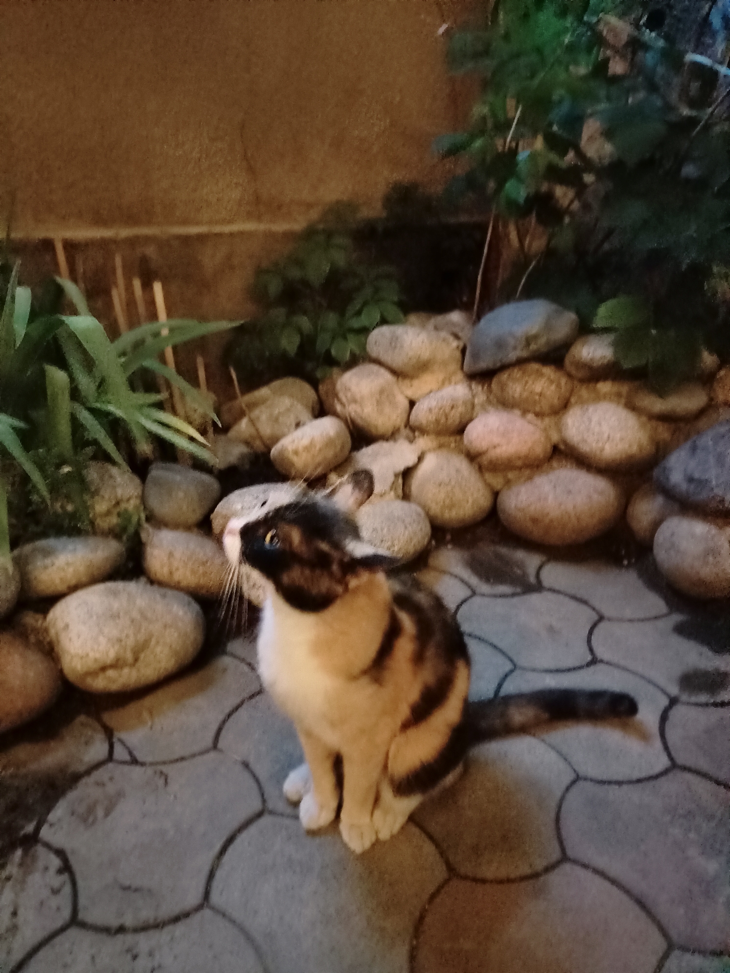 An outdoor scene in Almaty, Kazakhstan, shows a calico cat sitting on a paved walkway. The walkway is made of large, grey, interlocking pavers with a curved pattern. Behind the cat is a garden bed filled with smooth, rounded stones of various sizes and colors, ranging from light beige to grey. Green foliage from plants is visible among the stones and behind them. The background features a textured, brown wall. The cat is facing to the left of the frame, with its body angled slightly towards the viewer. It has white, black, and orange patches of fur, and its tail is extended to the right, resting on the pavers. The lighting suggests it is either dusk or a shaded area.
