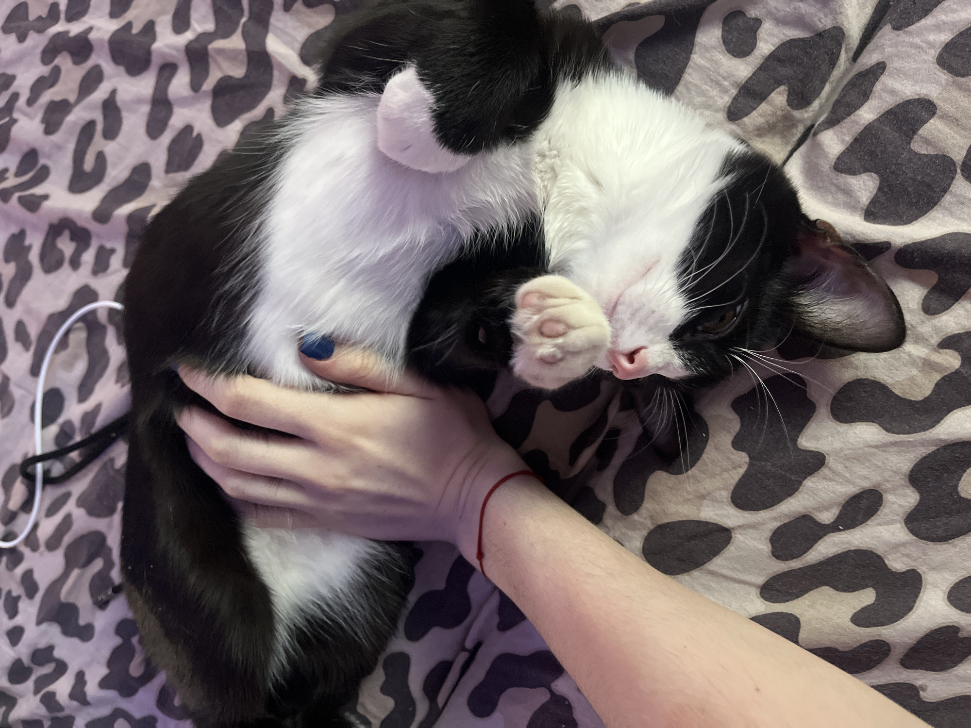 A person is holding a black and white cat on a bed with a leopard-print bedspread. The cat is lying on its back with its paws in the air. A white earbud cable is visible on the left side of the image. The person's left hand is holding the cat, and they are wearing a blue nail polish. A red string bracelet is on the person's right wrist. There is no indication of the location being Saint Petersburg, Russia.