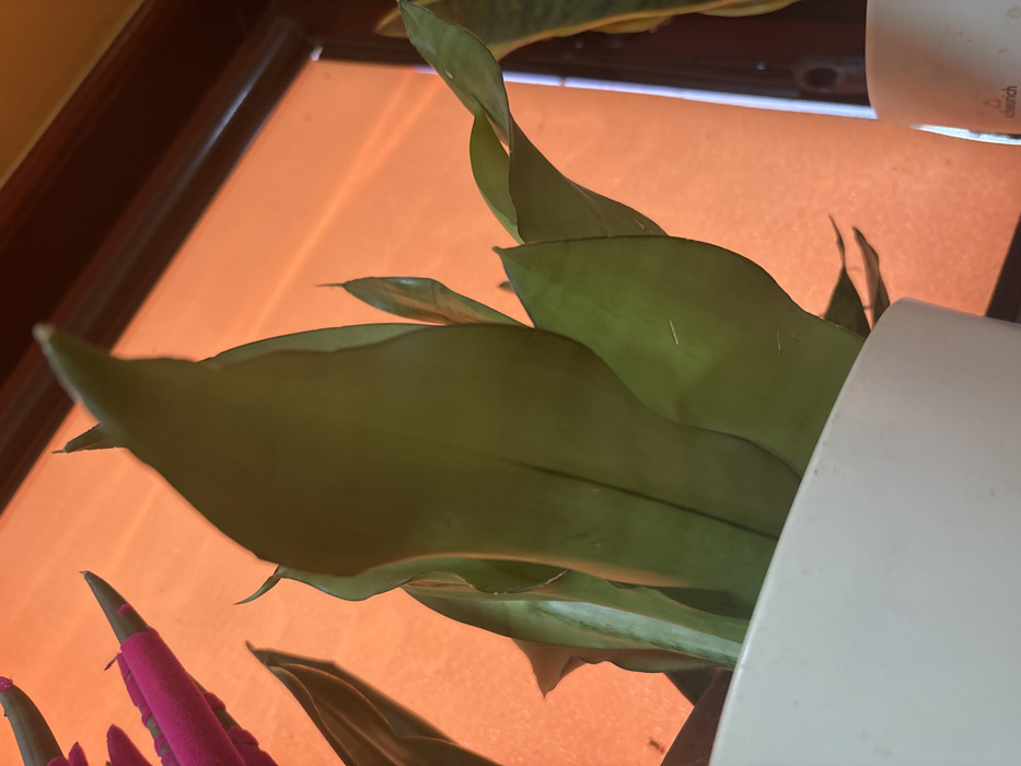 The image presents an upward-angled view of a potted plant in an indoor setting. No specific visual cues identify the location as Brest, Bulgaria. The central subject is a robust green plant, consistent with a Sansevieria species, displaying multiple broad, upright leaves of varying shades of green, some with lighter vertical striations. This plant is contained within a white, matte-finish pot, the rim of which is visible across the bottom fifth of the frame.
The background is dominated by a bright, uniform orange hue, likely a wall, curtain, or illuminated surface. A dark brown horizontal band, possibly a window frame or shelf edge, is present along the top edge of the orange background. To the far upper left, a portion of a distinct magenta-pink, fuzzy object with a pointed tip is visible. On the far right side, a narrow vertical dark element, consistent with a window or door frame, is present, partially obscuring another object. Adjacent to this on the right, a small section of a second white object or pot is discernible, bearing faint black text "tcherich" and a circular logo. No individuals are present in the scene, and no actions or interactions are depicted.
