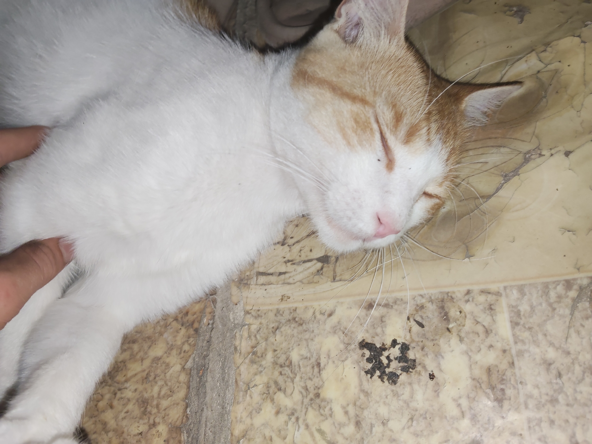 A ginger and white cat is sleeping on a textured, light-colored floor. The cat is lying on its side with its eyes closed and its head resting on the floor. A human hand is visible on the left side of the image, gently touching the cat's fur. There is a small pile of dark debris on the floor near the cat's head. The environment appears to be indoors.