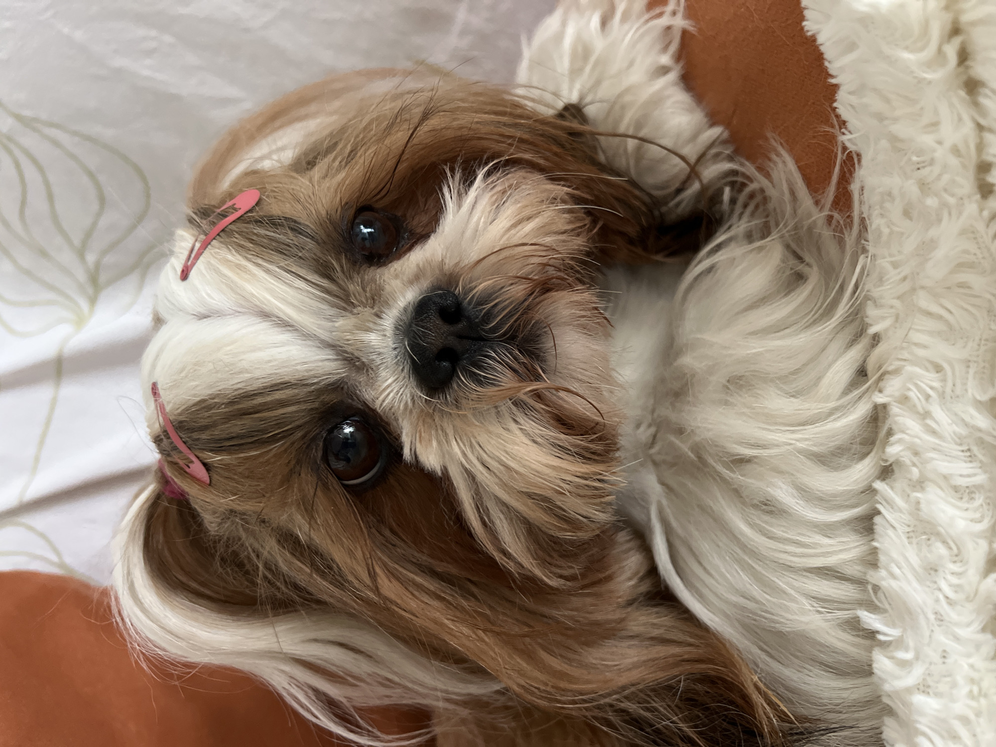 A Shih Tzu dog with brown and white fur is the sole subject of the image. The dog is facing forward, with its head slightly tilted. Two pink barrettes are visible in its fur, one on each side of its head. The dog's eyes are dark and round, and its nose is black. The background consists of an orange cushion and a white fabric with a light green floral pattern. The image is a close-up shot, focusing on the dog's face and upper body. There is no indication of the city of Kleosin, Poland, in the image itself.