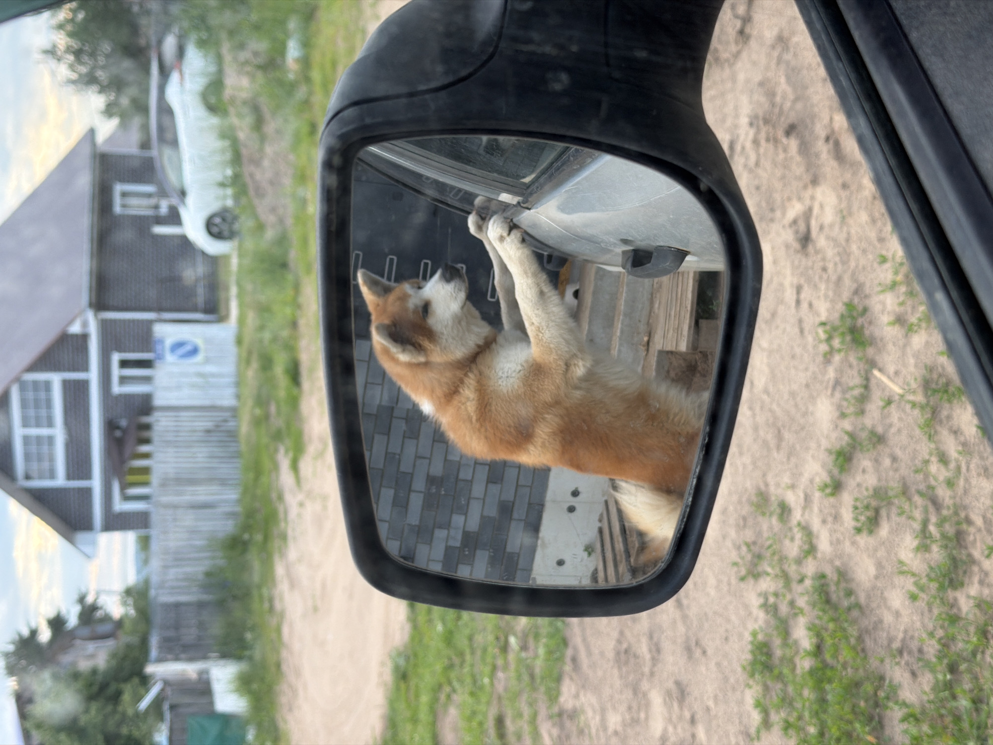 In the side-view mirror of a vehicle, an Akita dog with reddish-brown and white fur is reflected. The dog is standing on its hind legs, with its front paws resting on the edge of the vehicle's open window, looking towards something out of frame. The reflection also shows a grey brick wall behind the dog. The exterior scene visible in the mirror's reflection includes a wooden fence, a two-story house with a dark roof, and a white car parked on a grassy incline. In the foreground of the image, outside the mirror, is the interior of the car, including the edge of the side mirror housing and the car door frame. The ground outside the car appears to be dirt and sparse green vegetation. The overall environment suggests a rural or suburban setting, possibly a residential area in Chaikovsky, Russia, given the architectural style of the house and the typical fencing. The lighting indicates it is daytime, possibly late afternoon with the soft glow in the sky.