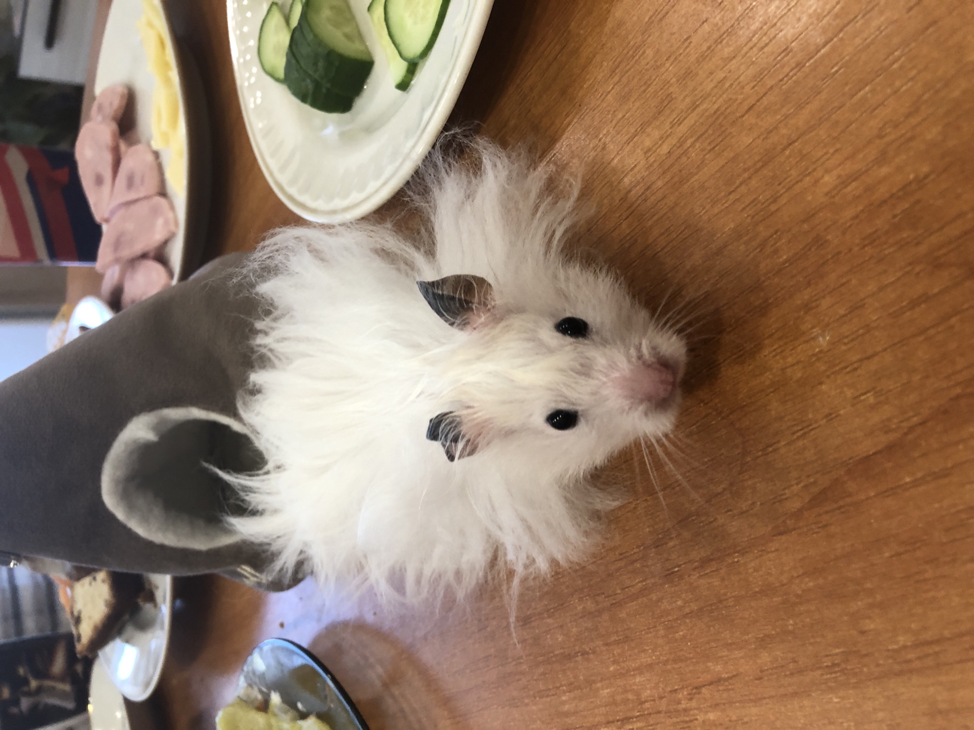 In this image, a fluffy white hamster is the central subject, peeking out from a gray fabric tunnel or sleeve. The hamster has dark eyes and black-tipped ears. It is positioned on a wooden surface, likely a table. In the background, out of focus, are plates of food. One plate contains sliced cucumbers and what appears to be cheese. Another plate holds sliced pieces of meat, possibly ham or sausage. Further in the background, there's a glimpse of a piece of cake on a small plate, alongside a spoon. The lighting suggests it could be daytime. The overall scene appears to be a casual meal or gathering. There is no visible text in the image.