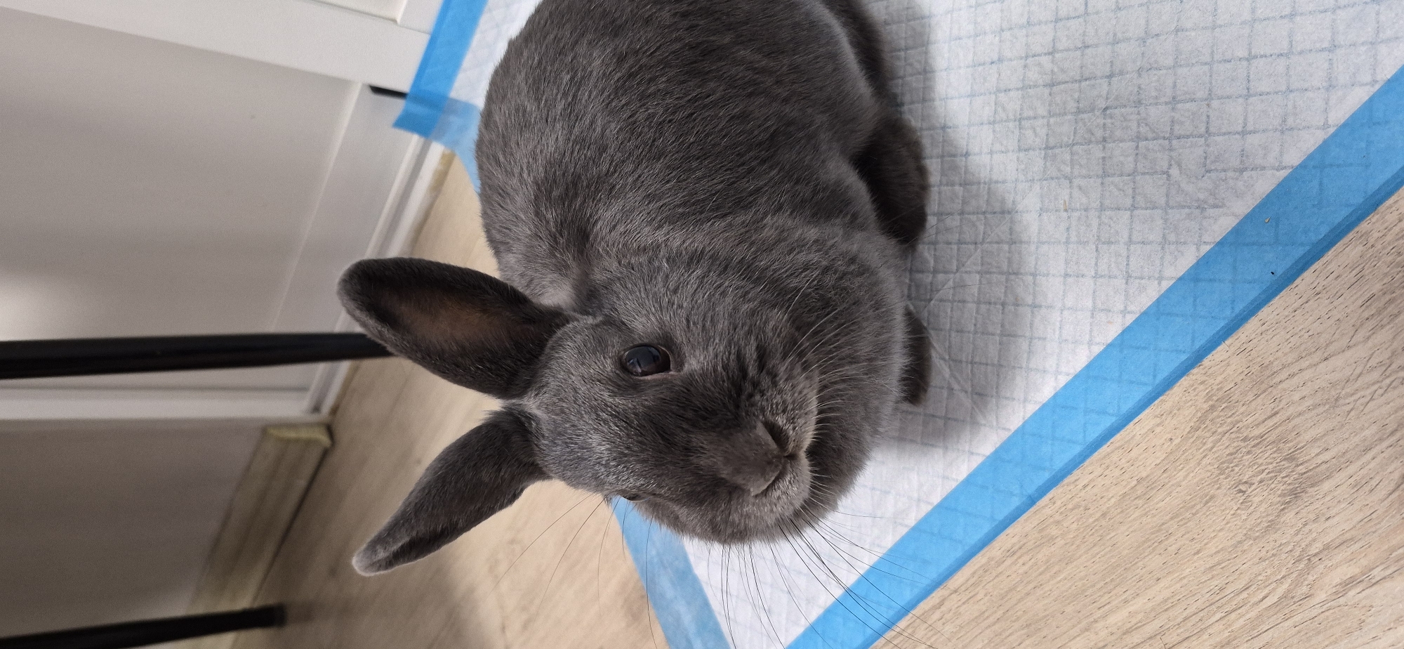 The image shows a close-up, top-down view of a gray rabbit lying on a white and blue disposable pet pad. The rabbit's head is prominent in the foreground, with its ears perked up and its dark eyes looking slightly to the side. Its fur is a solid gray color, and its whiskers are clearly visible. The pet pad has a grid pattern and a blue border. The background consists of a light-colored wooden floor and a white vertical surface, possibly a wall or a cabinet. There are also some dark horizontal lines in the background, which could be part of furniture or a room structure. The lighting appears to be from above, casting subtle shadows. The scene is indoors, in what seems to be a domestic setting. The rabbit appears calm and alert. No text is visible in the image.