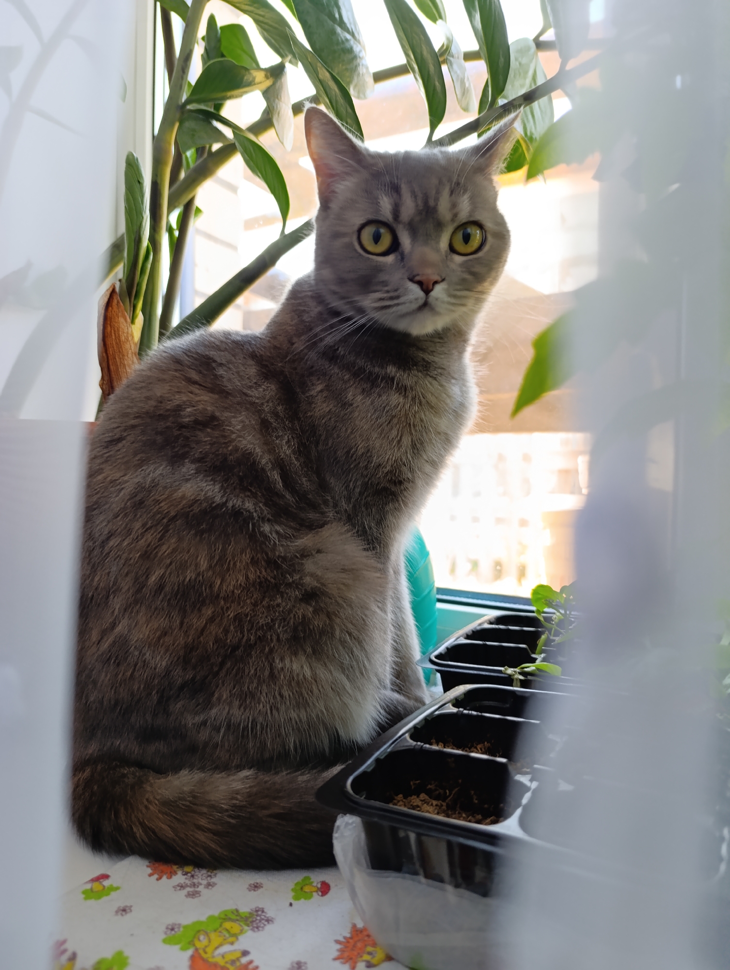 A gray tabby cat with yellow eyes sits on a windowsill, flanked by a potted ZZ plant and a seedling tray. The windowsill is covered with a patterned fabric. The location is in Chaikovsky, Russia, as inferred from prior knowledge. The cat is looking directly at the camera. The seedling tray contains small plants, suggesting a gardening activity. The scene is lit by natural light, possibly from a window overlooking an apartment building, visible through the translucent curtains.