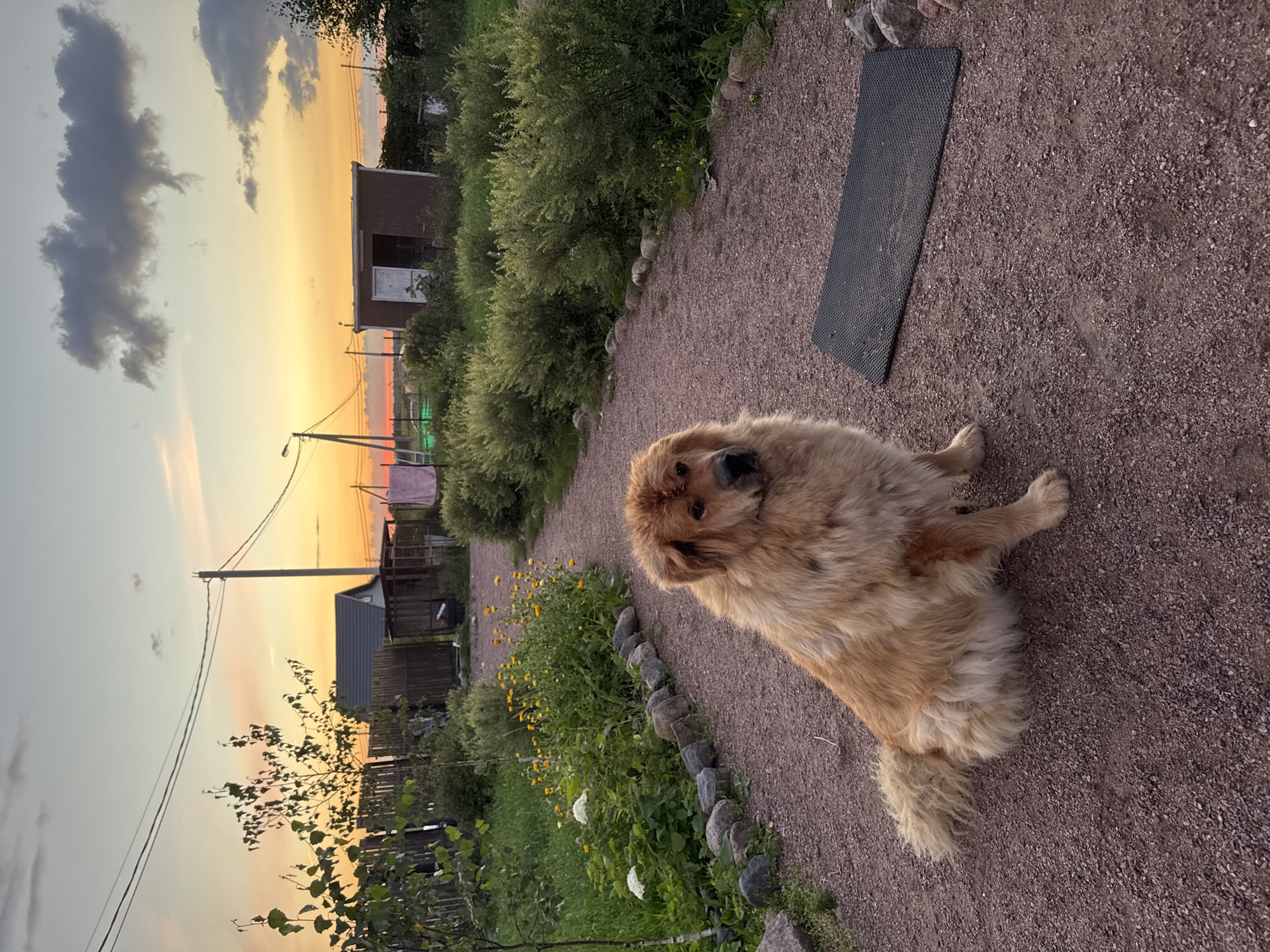 A fluffy, light brown dog sits on a gravel path in a yard at dusk in Kempelevo, Russia. The dog is facing the camera, with its head tilted slightly to its left. The dog's fur is long and shaggy, and it has a long, bushy tail. The path is bordered by rocks and green bushes. In the background, there are several small buildings and trees. The sky is a soft orange and pink, with a few dark clouds. The overall scene is peaceful and serene.
