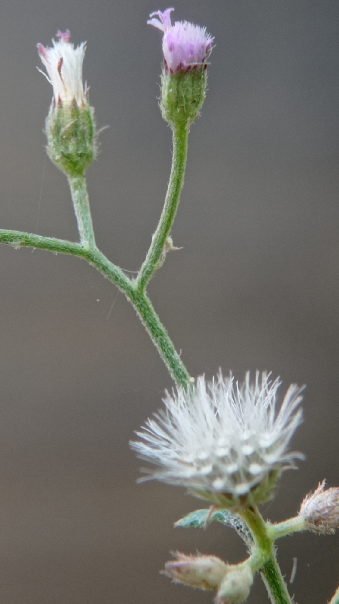 This is a close-up, macro photograph of two small flowering plants against a muted, out-of-focus gray-brown background. The plant on the left has a closed bud, white and somewhat wispy at the top, emerging from a fuzzy green calyx. To its right, a slightly taller plant displays a more open bud with delicate, pale pink petals and a green, fuzzy stem. Further down on the right side, a fully bloomed, feathery white flower head with fine, hair-like petals is visible. Below this, several small, fuzzy buds, some tinged with purple, are present on the stem. The stems are green, fuzzy, and branched. Fine, almost invisible spiderwebs are present on the stems and around the buds. The lighting is soft, highlighting the textures and delicate details of the flora. The location is identified as Bedali, Indonesia.