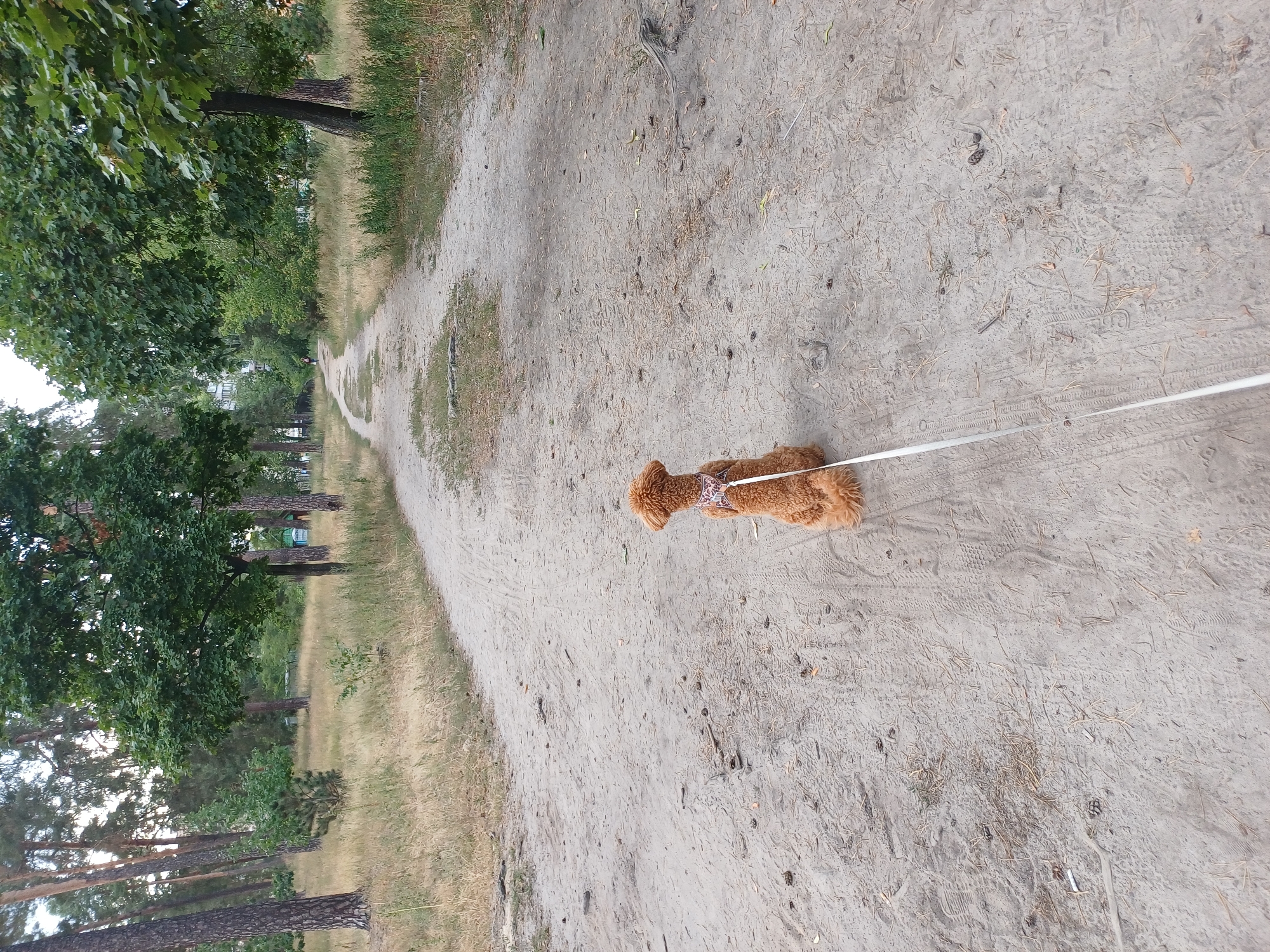 An adult poodle with reddish-brown fur is walking on a dirt path in a park. The dog is wearing a decorative harness and is attached to a white leash. The path is lined with dry grass and trees, suggesting a natural or park-like setting. The background shows more trees and a glimpse of buildings in the distance. The sky is overcast. This scene is consistent with many parks found within the city of Kyiv, Ukraine, where such walking paths are common.