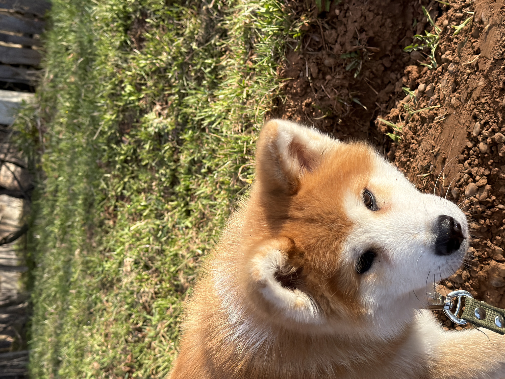 A close-up, tilted, high-angle shot of a tan and white Akita puppy with a green leash. The puppy is in a grassy area next to a patch of bare dirt. Part of a wooden fence is visible in the background. The location is Заболотово, Russia.