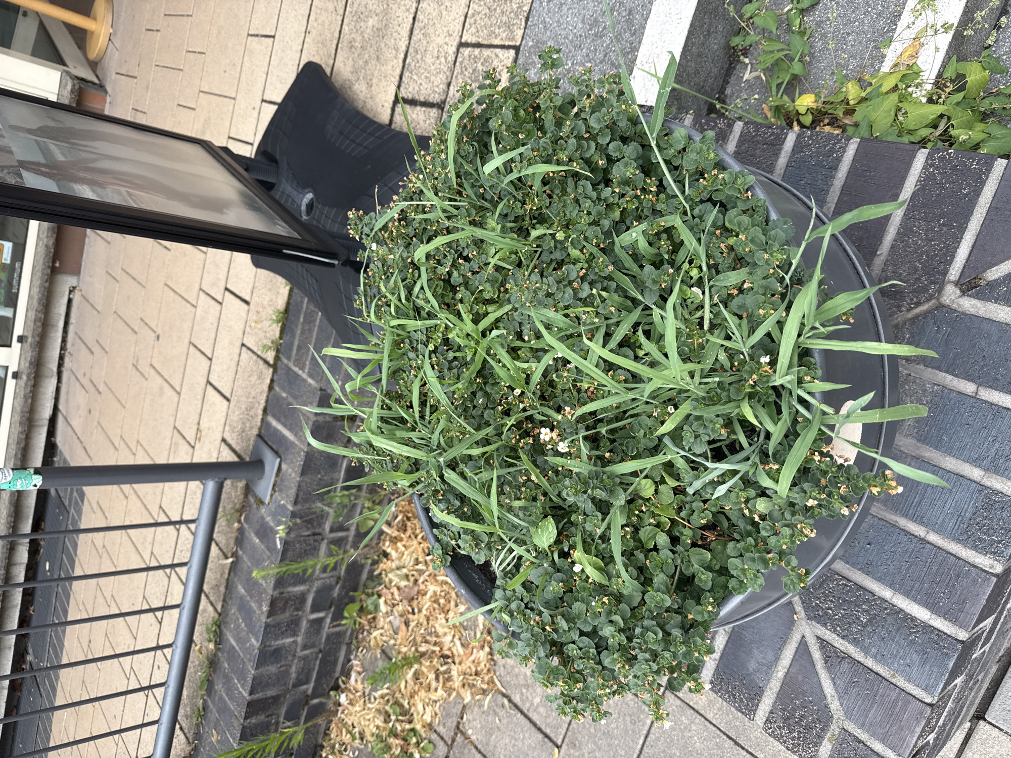 This media file shows a close-up view of a potted plant with small green leaves and tiny white flowers, interspersed with blades of grass. The pot is dark gray and appears to be made of plastic. The plant is placed on a paved area with dark and light gray brickwork. To the left of the plant, part of a black sign on a stand is visible, with what appears to be an image or text on its surface. A black metal railing runs along the bottom left of the frame, and in the background, there is more paved ground and some dry, dead foliage. The scene suggests an outdoor setting, possibly a street or a garden area. The lighting appears to be natural, indicating daytime, and the overall mood is neutral, focusing on the plant and its surroundings. There is no visible text that can be clearly read. The location context provided is Rathenow, Germany.